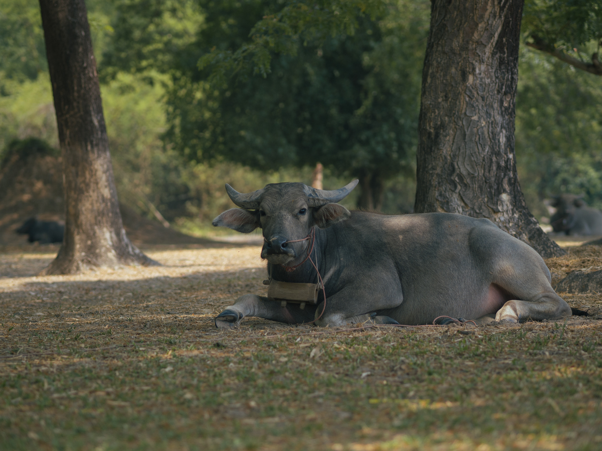 Olympus OM-D E-M10 + Olympus M.Zuiko Digital ED 75mm F1.8 sample photo. This is a buffalo photography