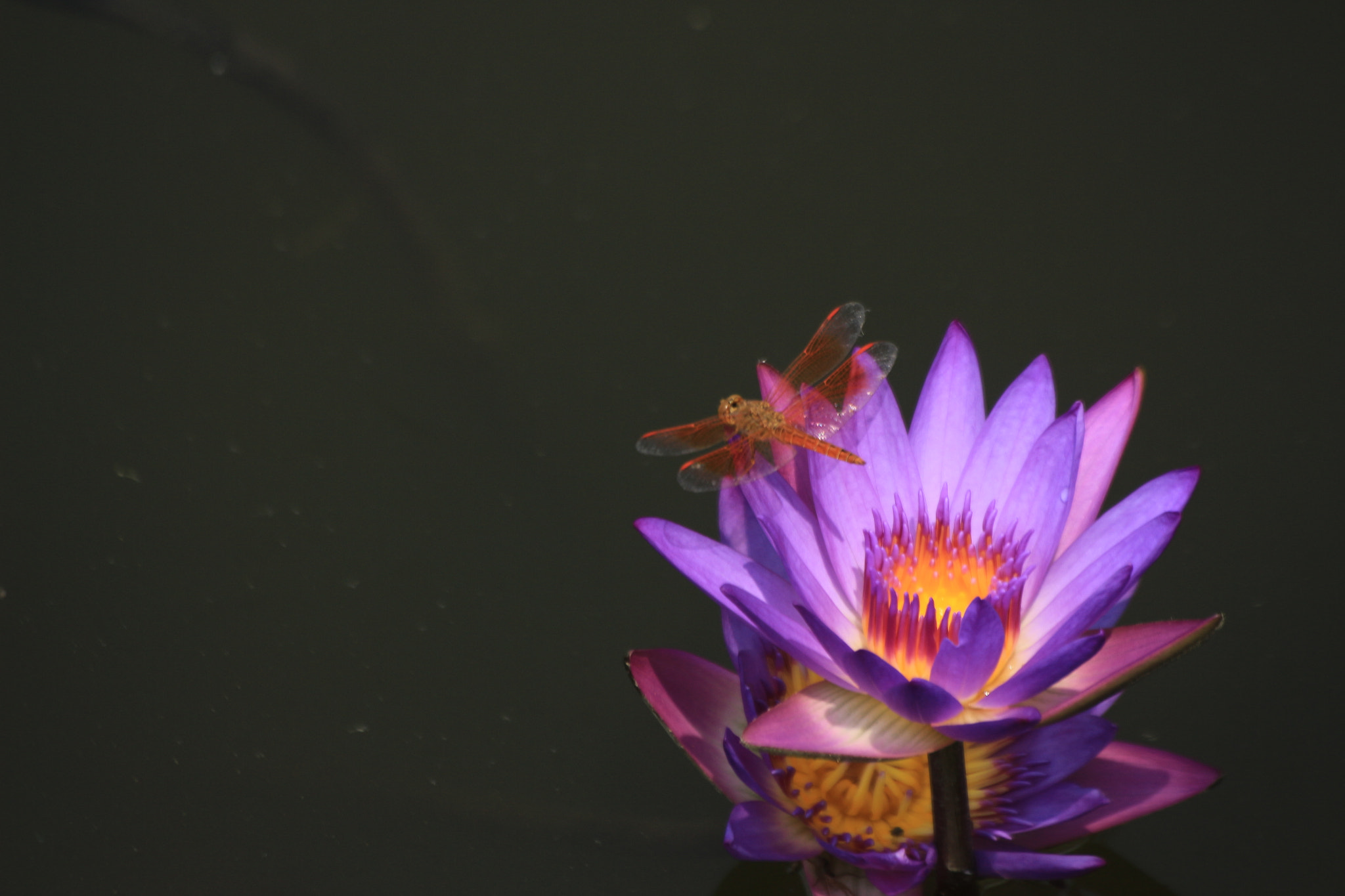 Sigma 70-300mm F4-5.6 APO DG Macro sample photo
