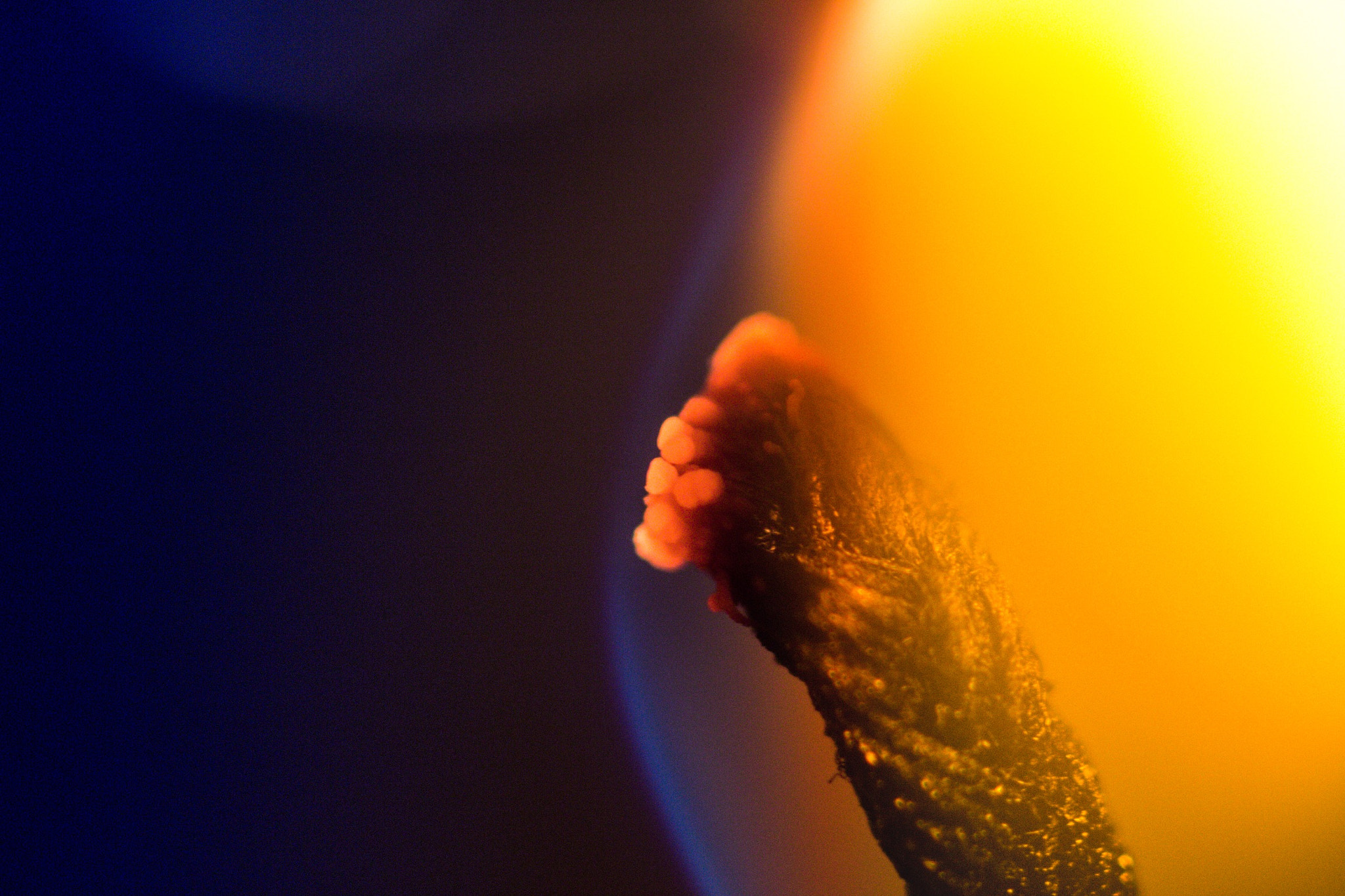 Canon EOS 700D (EOS Rebel T5i / EOS Kiss X7i) + Sigma 105mm F2.8 EX DG Macro sample photo. Feuer und flamme, makroaufnahme kerzendocht photography
