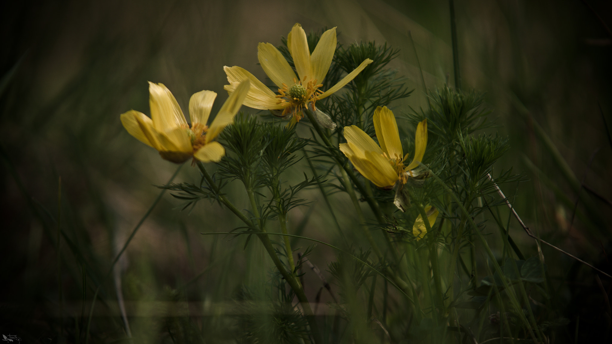 Sigma 70-200mm F2.8 EX DG OS HSM sample photo
