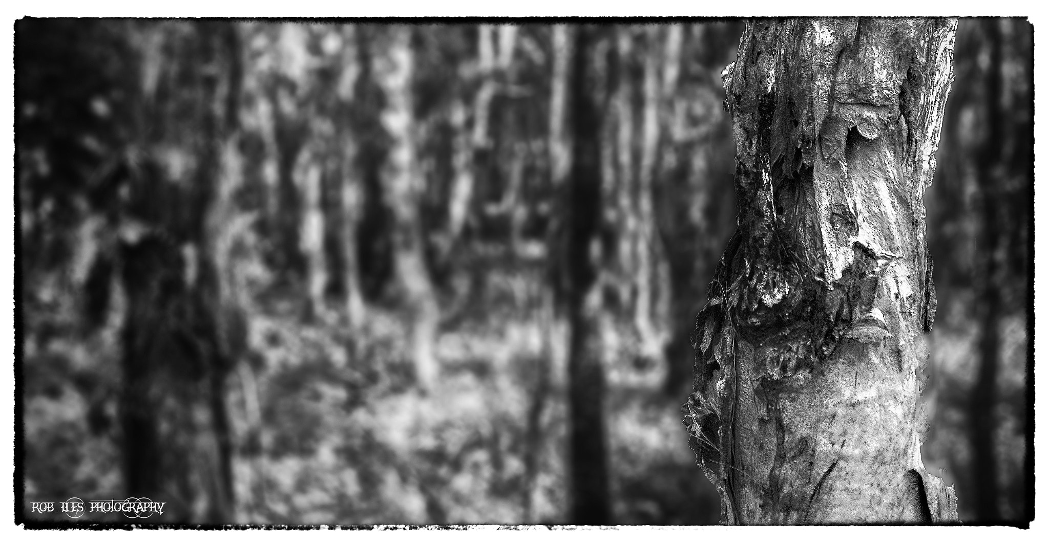 Pentax *ist DL sample photo. Bw photography
