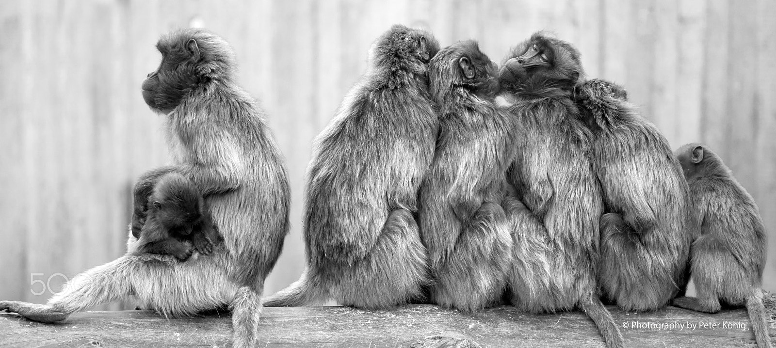 Nikon D600 + Nikon AF Nikkor 180mm F2.8D ED-IF sample photo. Monkeys gang photography