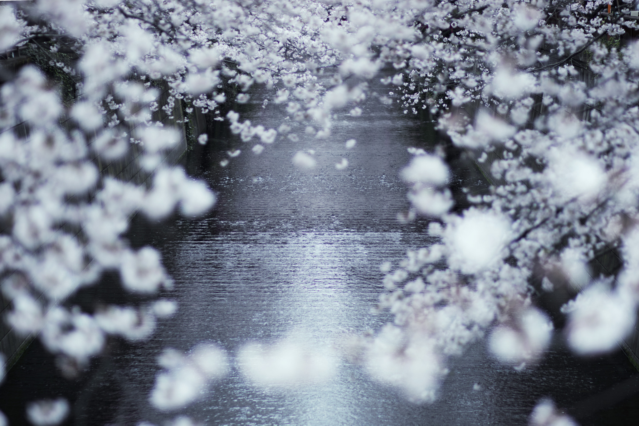 Canon EOS M3 + Canon EF 85mm F1.8 USM sample photo. Cherry blossoms sakura at naka meguro photography