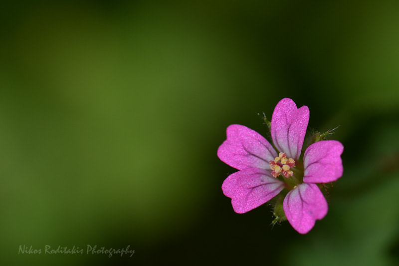 Nikon D5200 + Sigma 18-200mm F3.5-6.3 DC sample photo. The beauty of wild plants.jpg photography