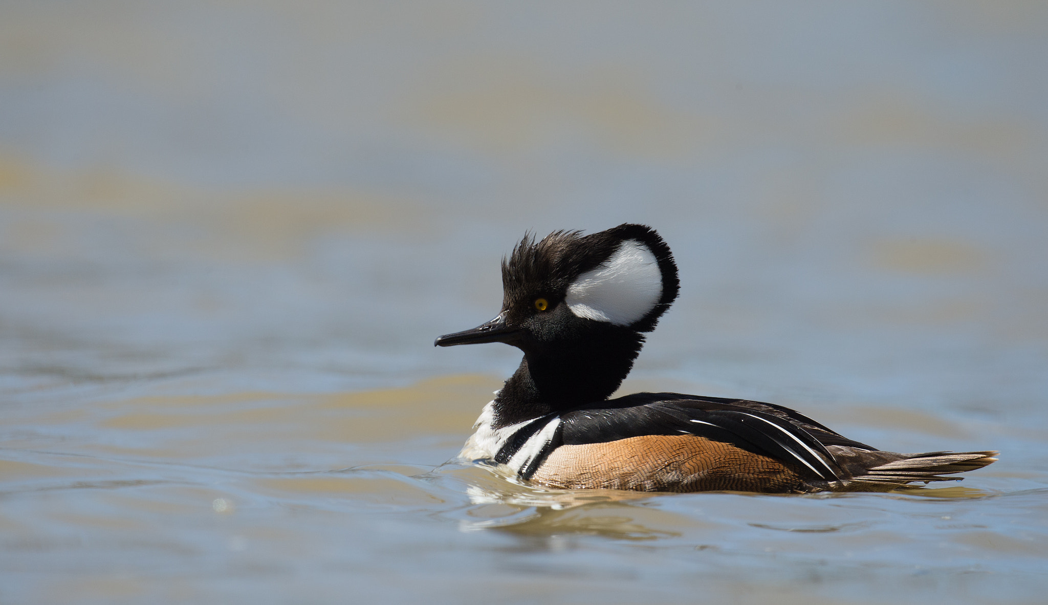 Nikon D4 + Sigma 24-60mm F2.8 EX DG sample photo. Harle couronne - lophodytes cucullatus - hooded merganser photography