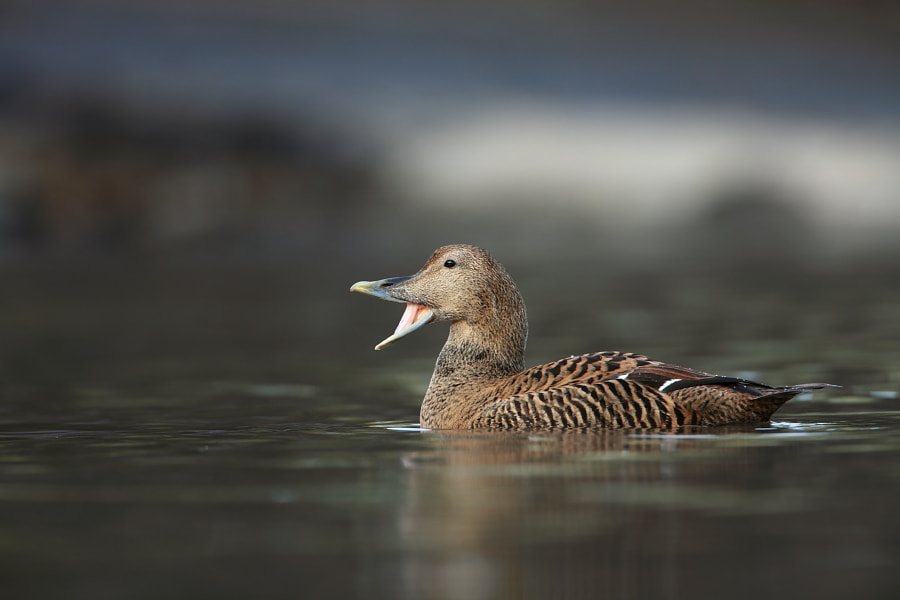 Canon EF 500mm F4L IS USM sample photo. Eider photography