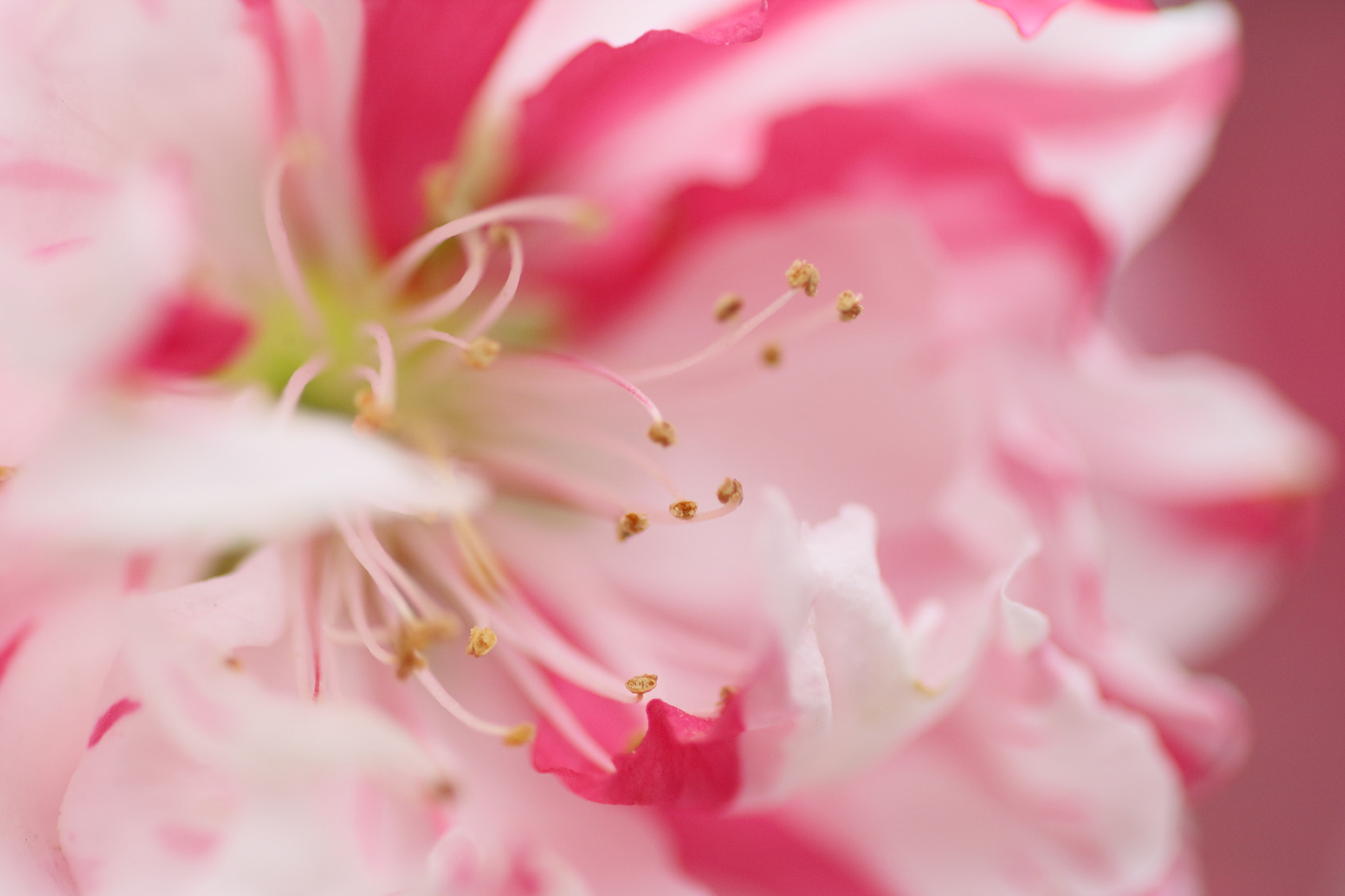 Tamron SP AF 90mm F2.8 Di Macro sample photo. Peach blossoms photography