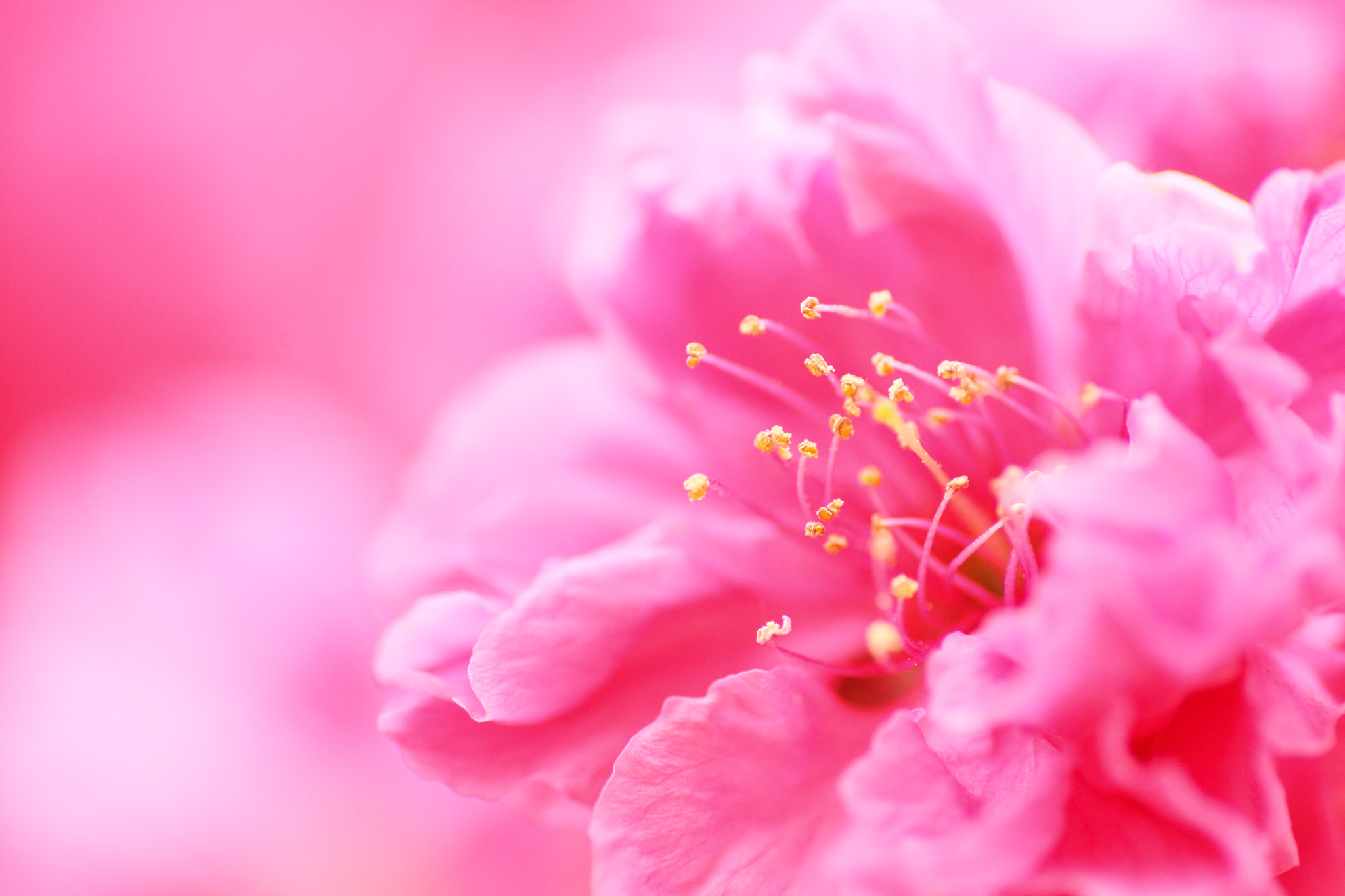 Tamron SP AF 90mm F2.8 Di Macro sample photo. Peach blossoms photography