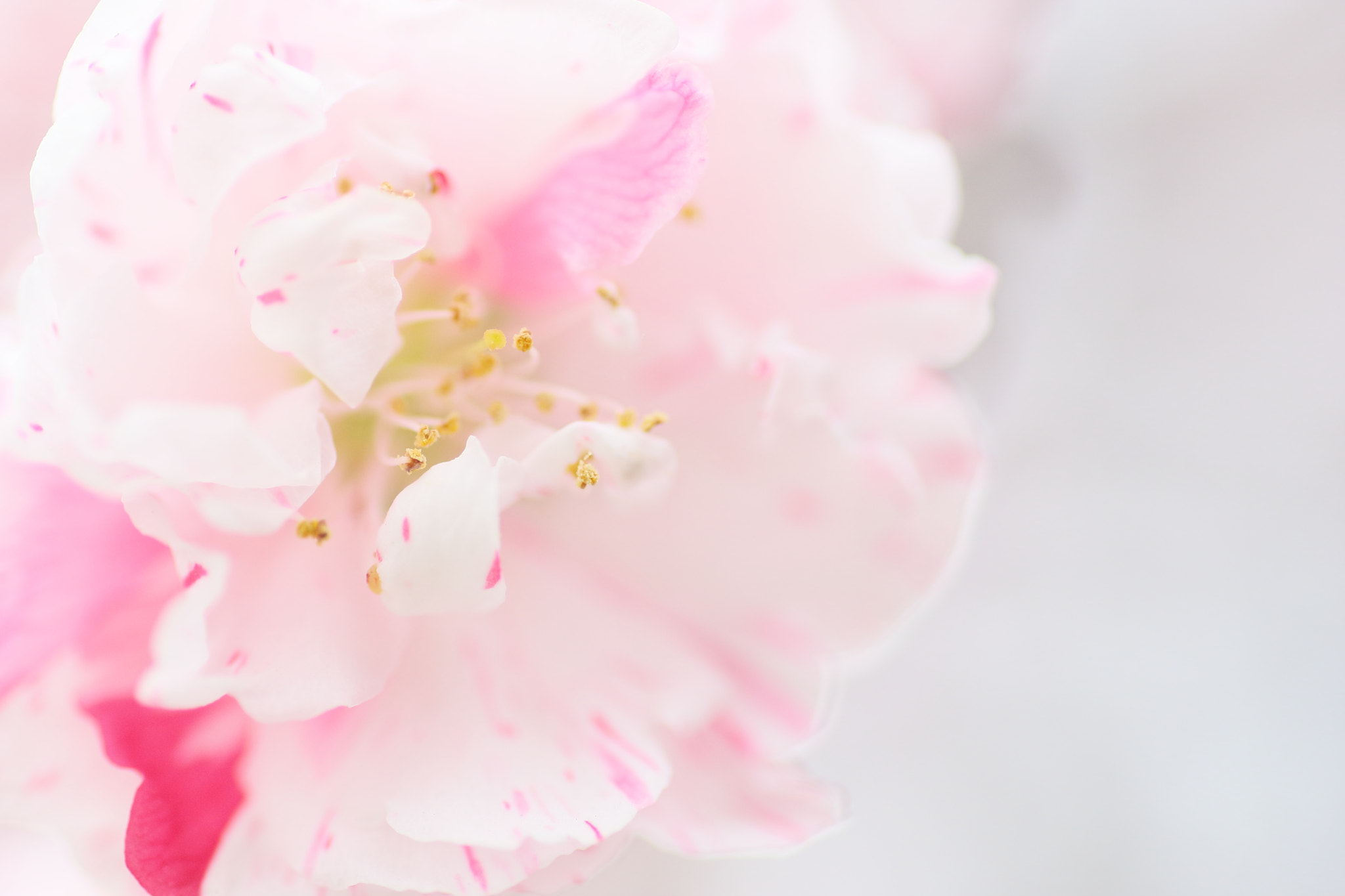 Tamron SP AF 90mm F2.8 Di Macro sample photo. Peach blossoms photography