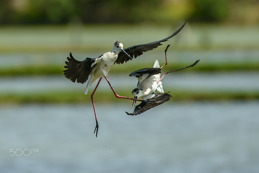 Nikon AF-S Nikkor 200-400mm F4G ED-IF VR sample photo. Black-winged stilt photography