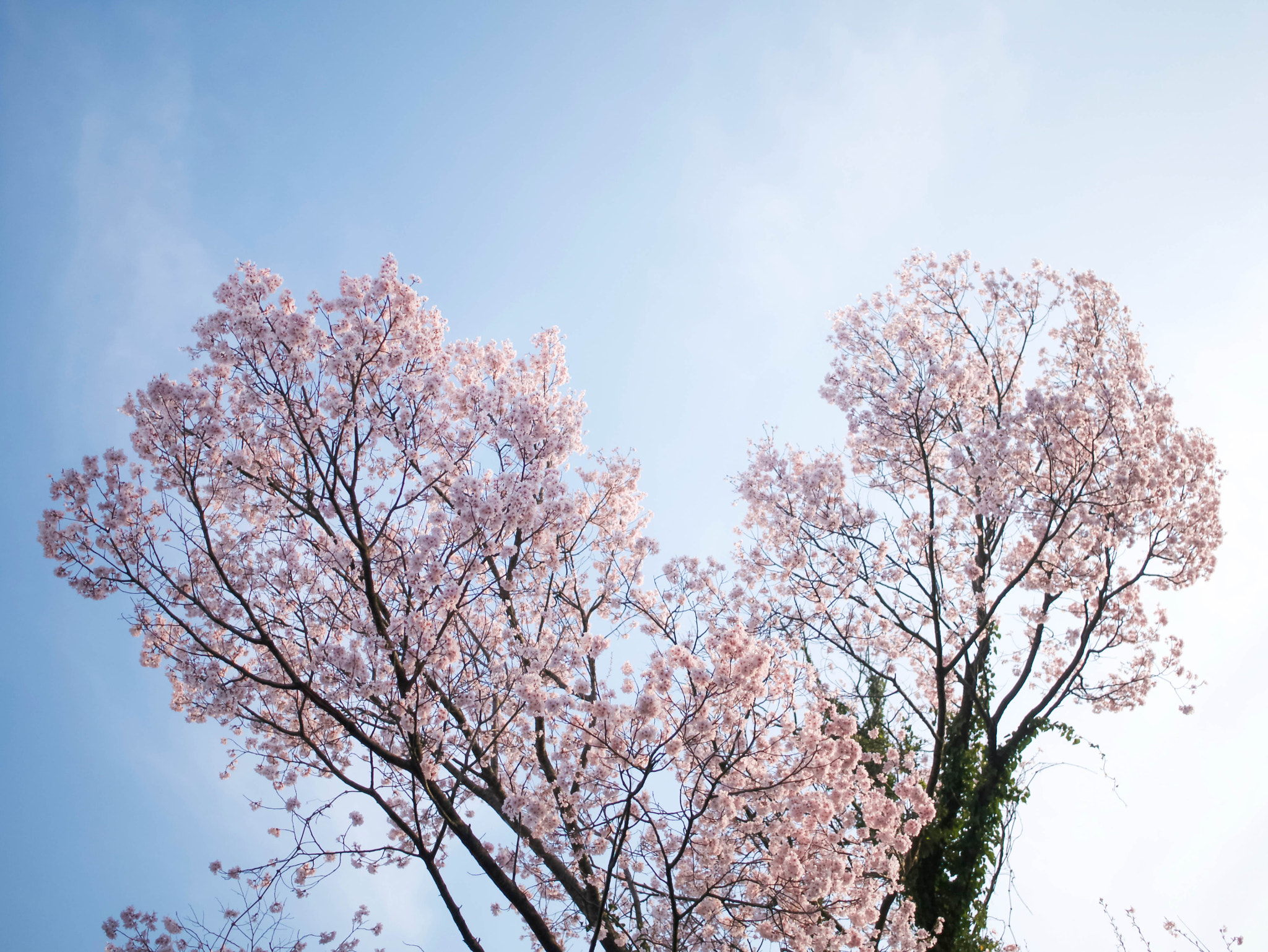 Panasonic Lumix DMC-GX7 + LEICA DG SUMMILUX 15/F1.7 sample photo. Spring wind photography