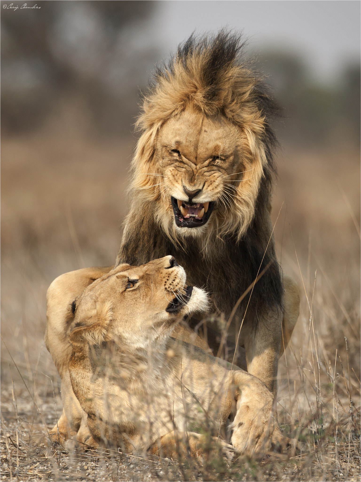 Canon EF 500mm F4L IS USM sample photo. Lions.jpg photography