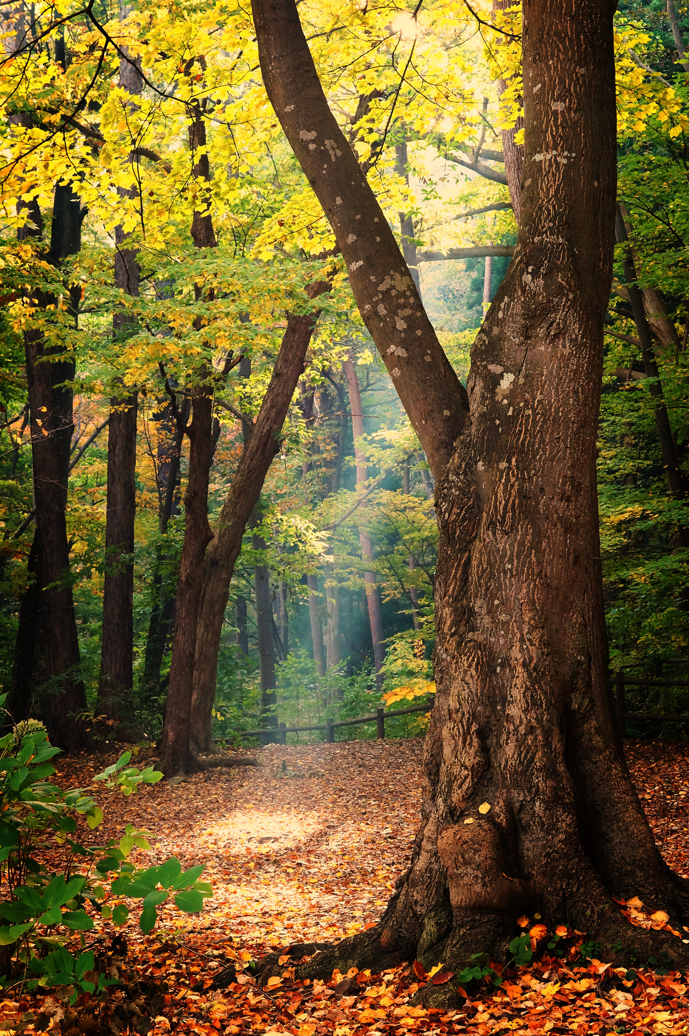 Sony Alpha NEX-3N + Sony E 50mm F1.8 OSS sample photo. One morning last autumn.. photography