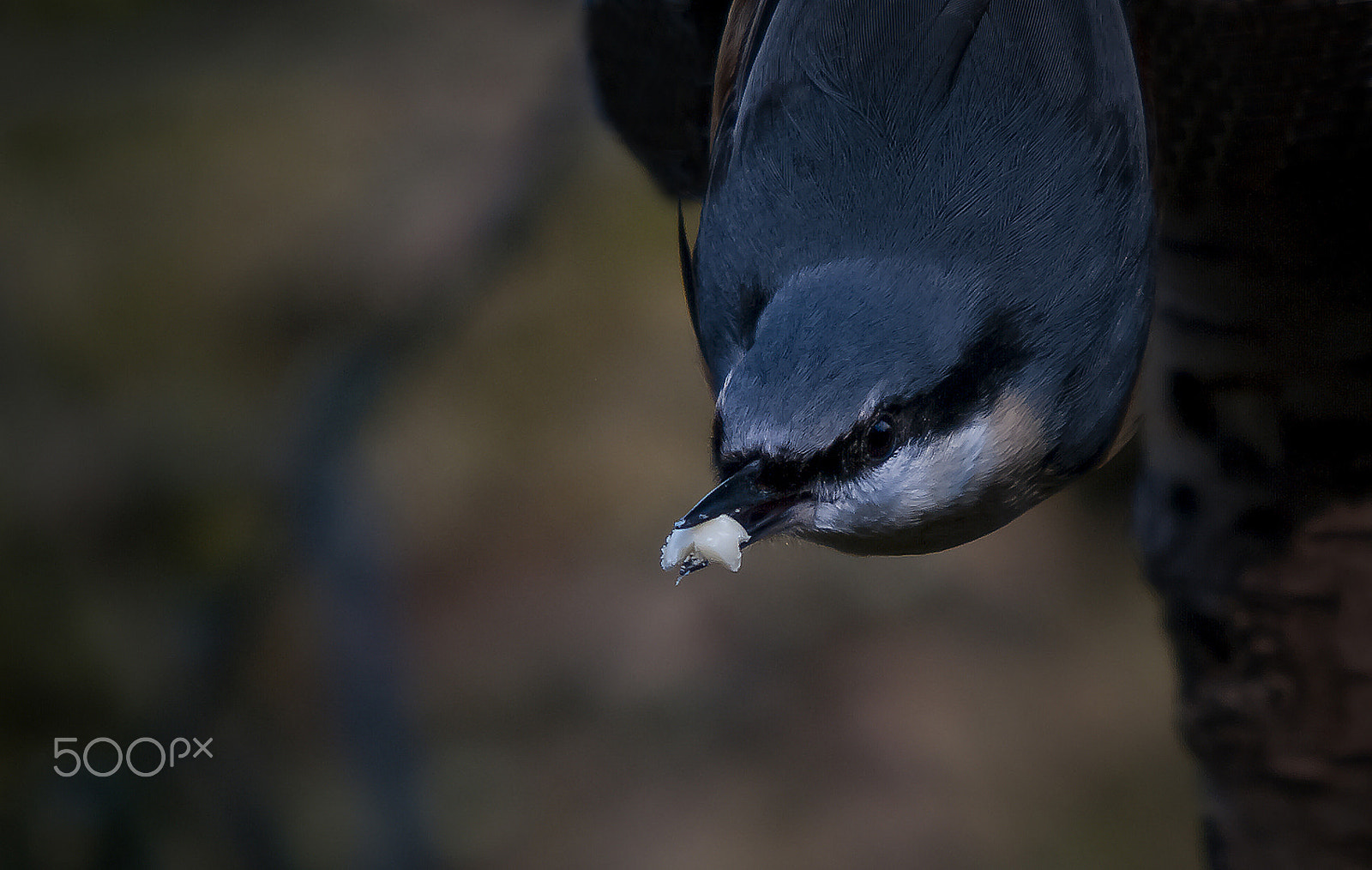 Pentax K20D sample photo. Nuthatch photography