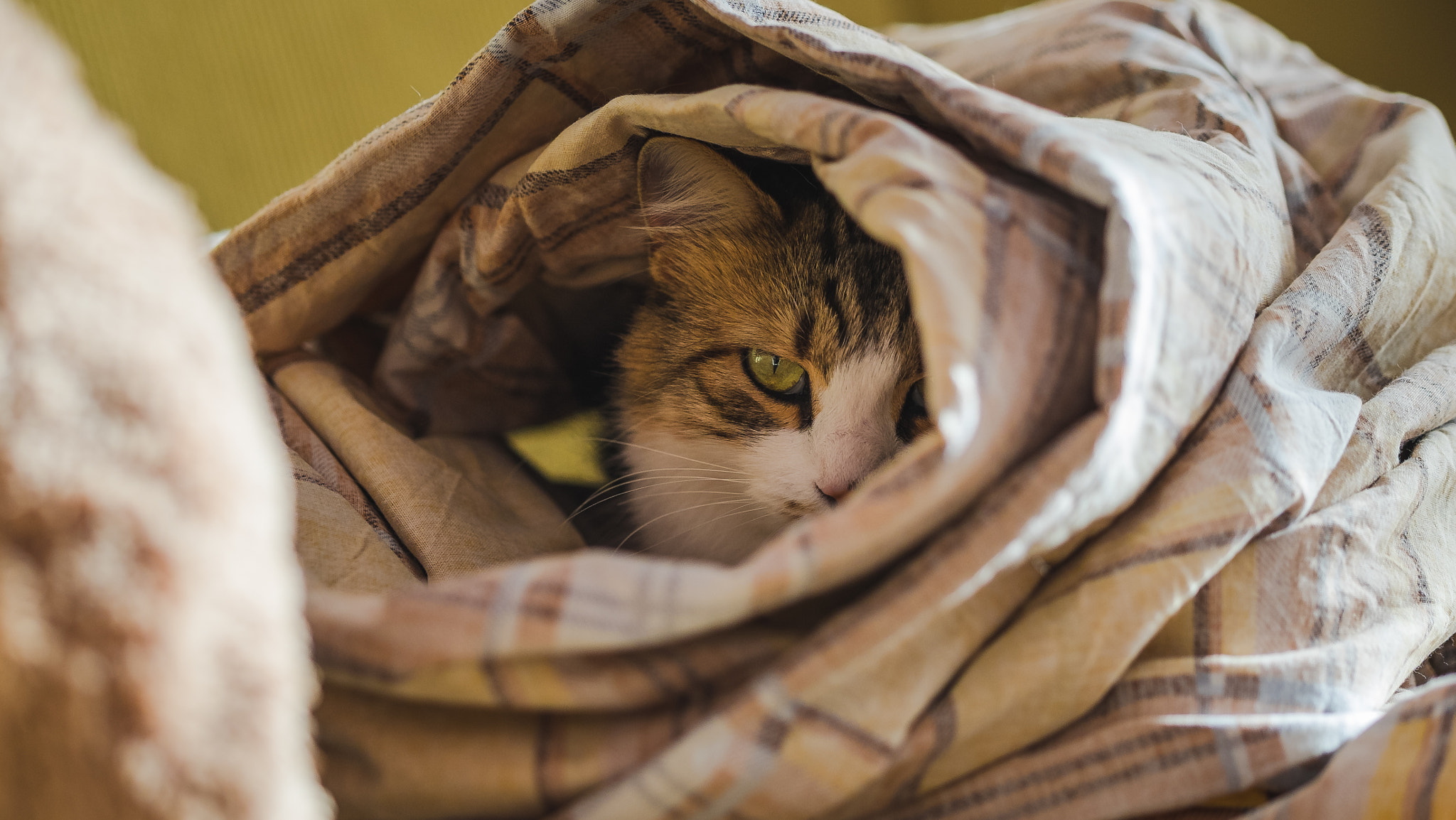 Fujifilm X-E2 + Fujifilm XF 90mm F2 R LM WR sample photo. Morning play with my cats... photography