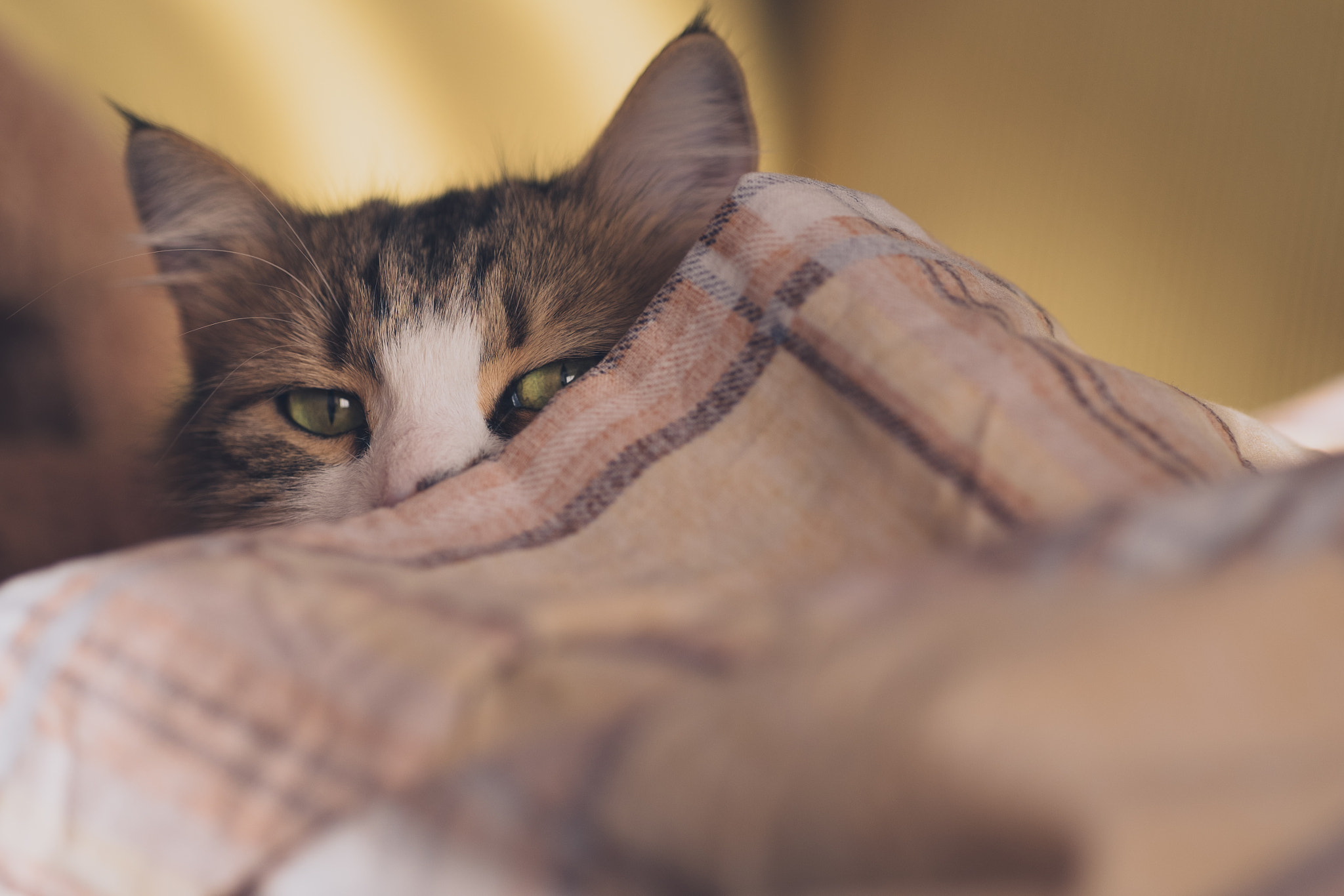 Fujifilm X-E2 + Fujifilm XF 90mm F2 R LM WR sample photo. Morning play with my cats... photography