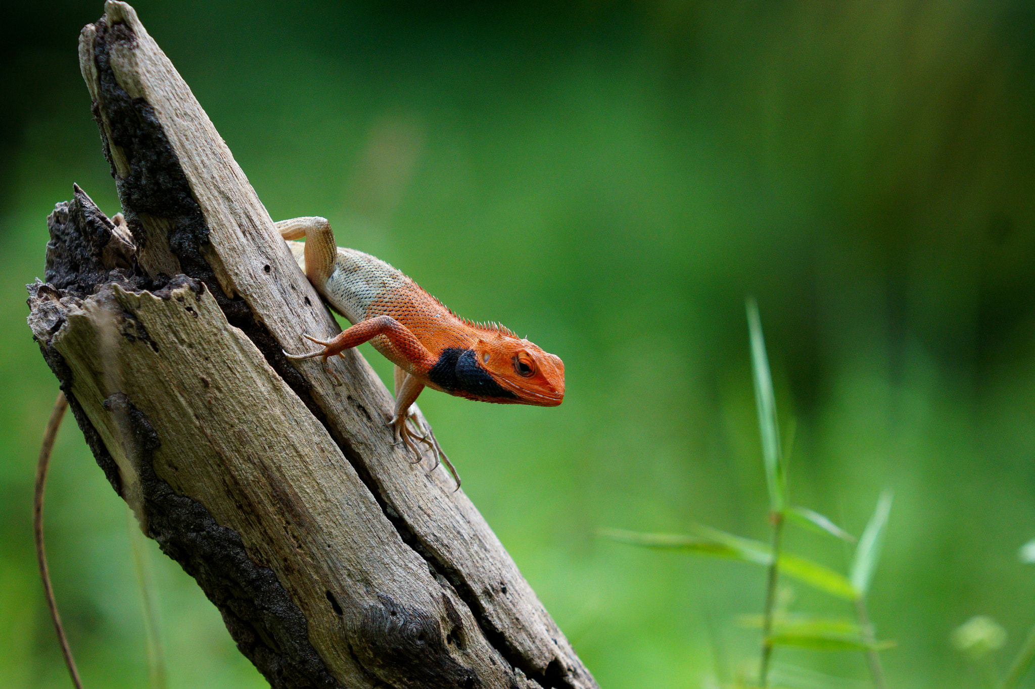 Sony 70-200mm F2.8 G SSM II sample photo. Ready to hunt photography
