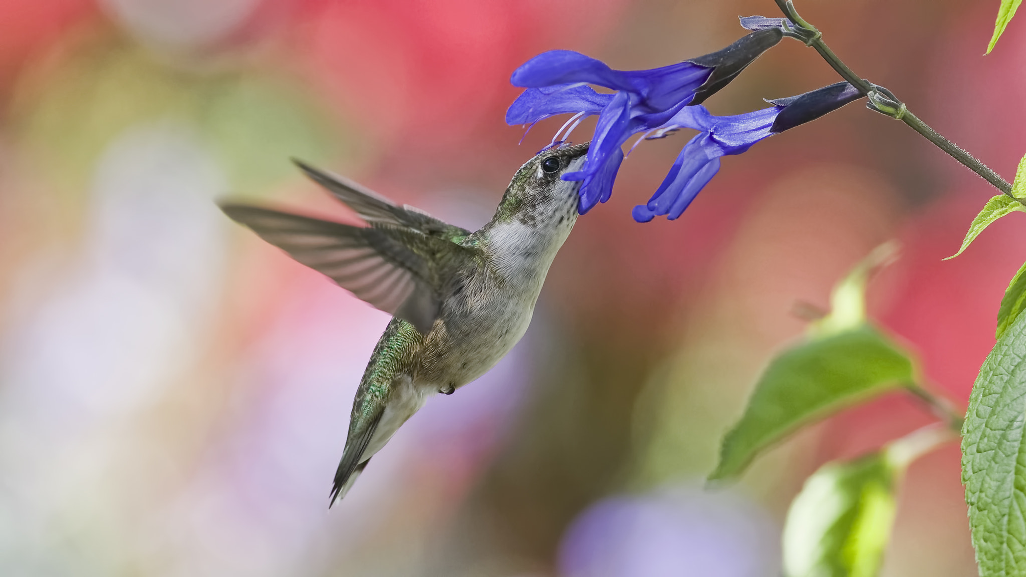 Nikon D7100 + AF Zoom-Nikkor 28-100mm f/3.5-5.6G sample photo. Hot summer photography