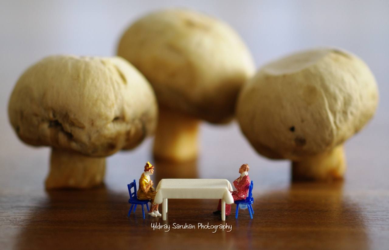 Pentax K20D sample photo. Giant mushrooms photography