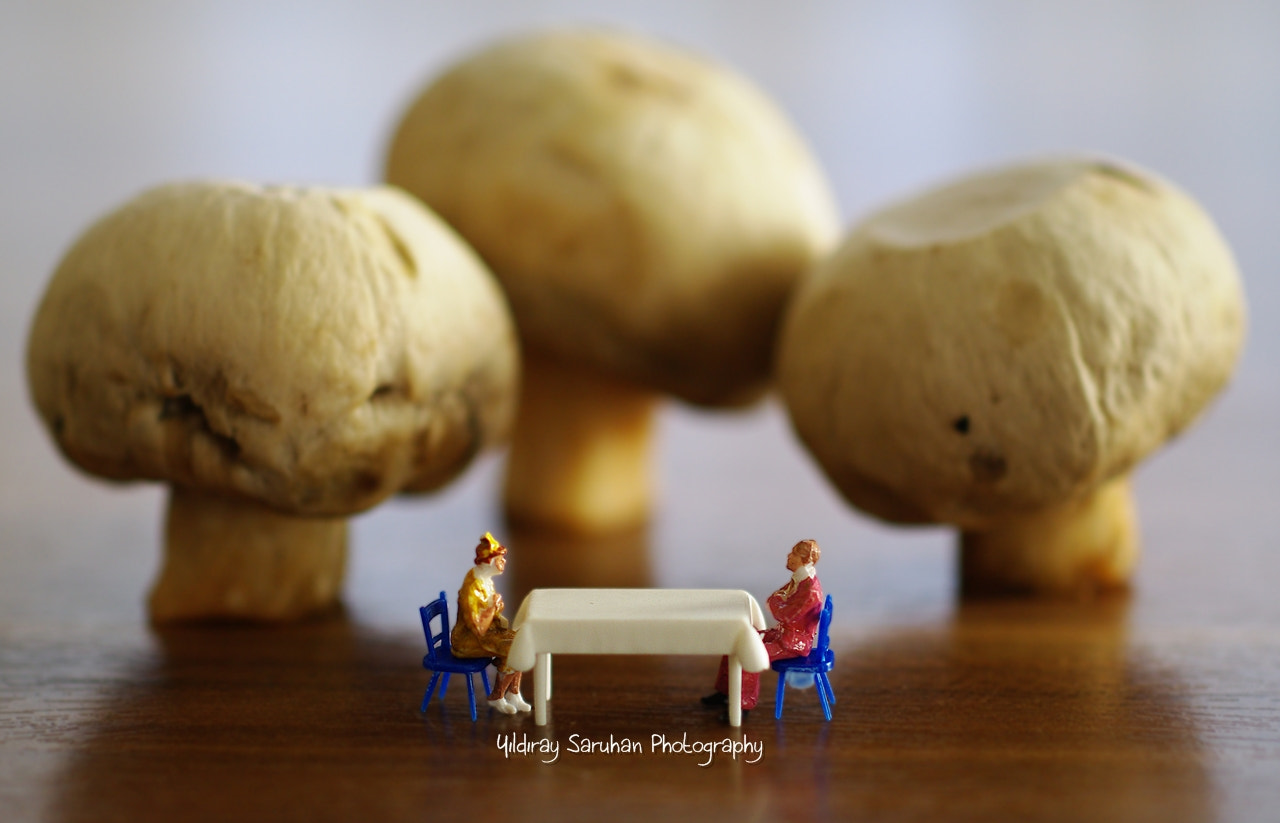 Pentax K20D + smc PENTAX-F MACRO 50mm F2.8 sample photo. Giant mushrooms photography
