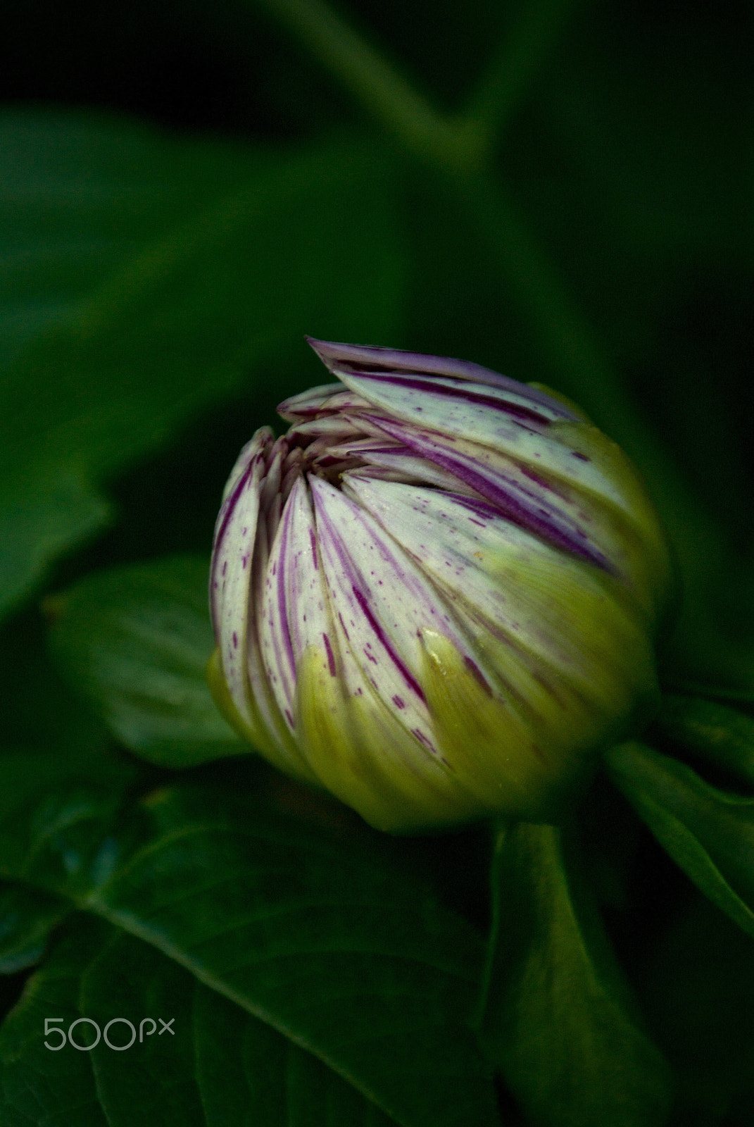 Nikon 1 J2 sample photo. Gardens by the bay, singapore photography