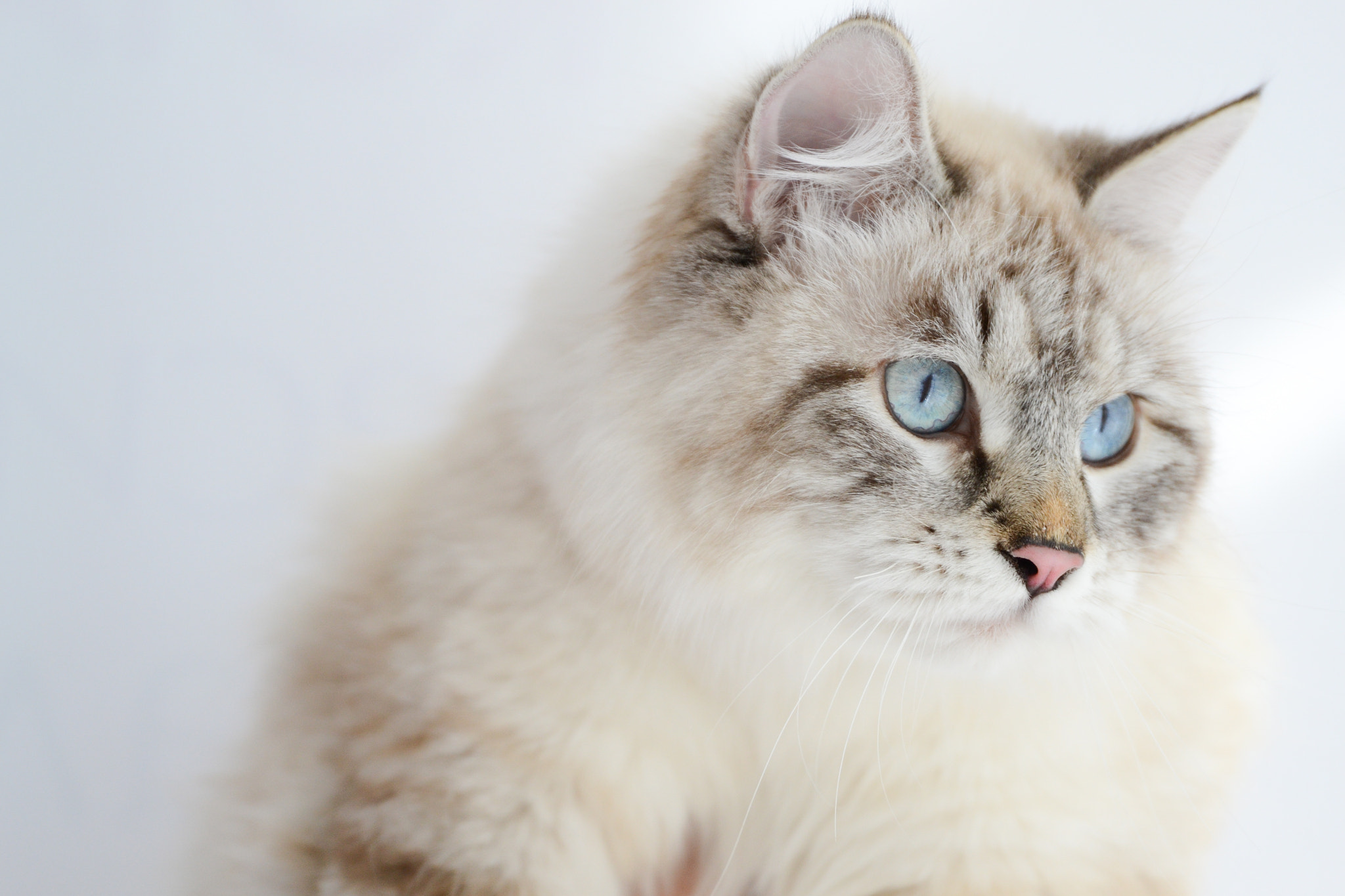Nikon D3100 + Sigma 24-105mm F4 DG OS HSM Art sample photo. Kitten photography