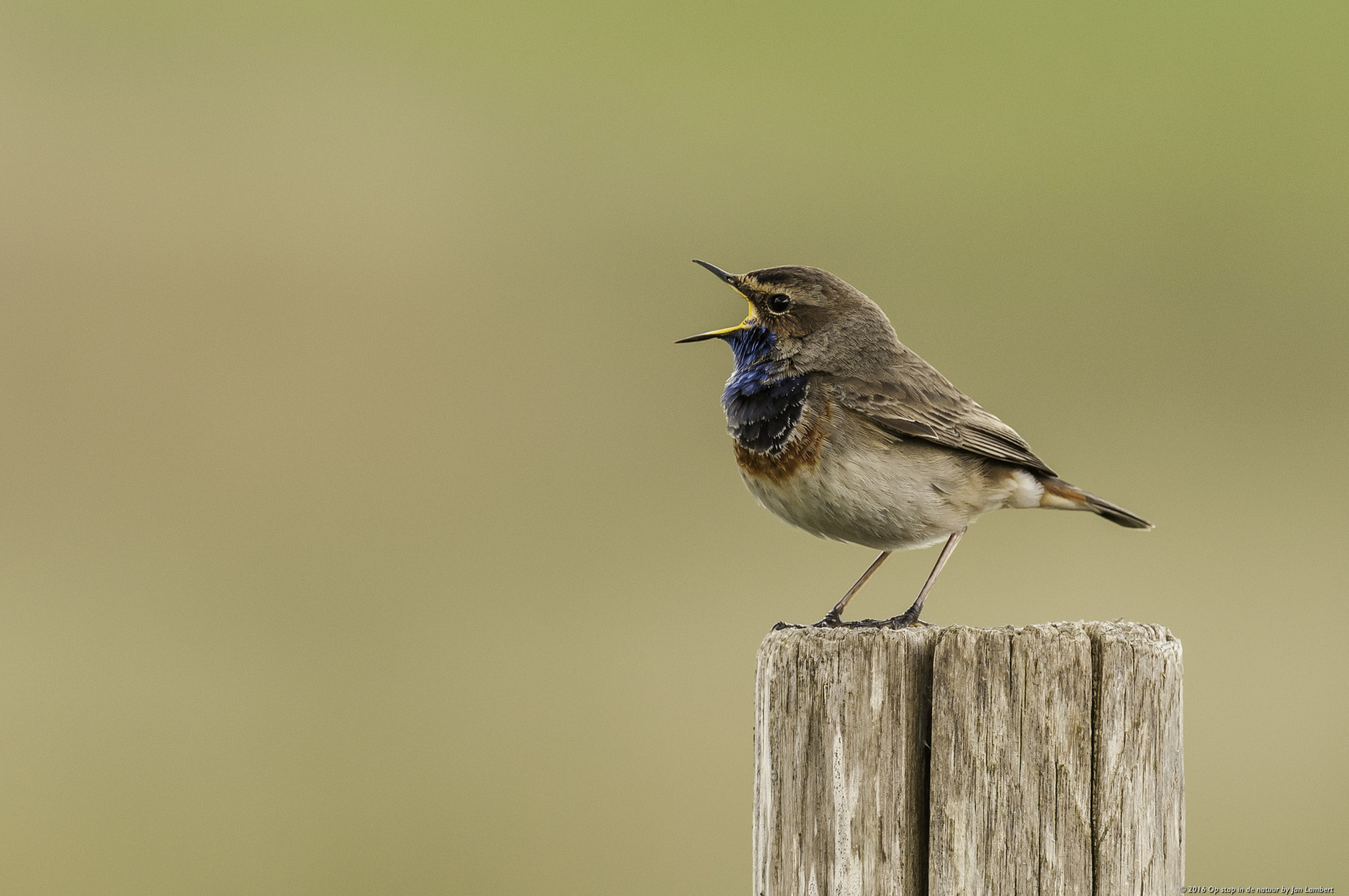 Nikon AF-S Nikkor 600mm F4D ED-IF II sample photo. Blauwborst photography