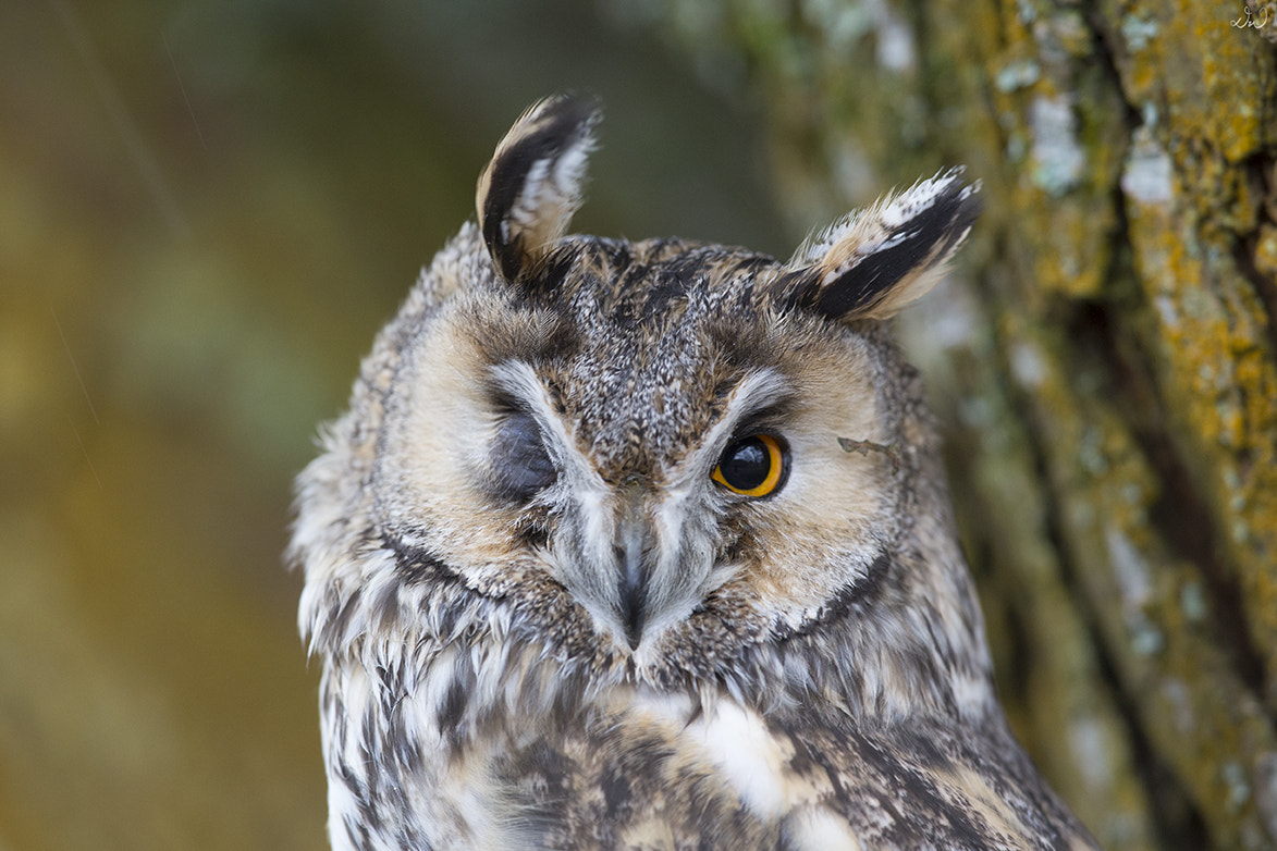 Canon EOS 6D + Canon EF 300mm F2.8L IS II USM sample photo. Long-eared owl giving me a cheeky wink ;) photography