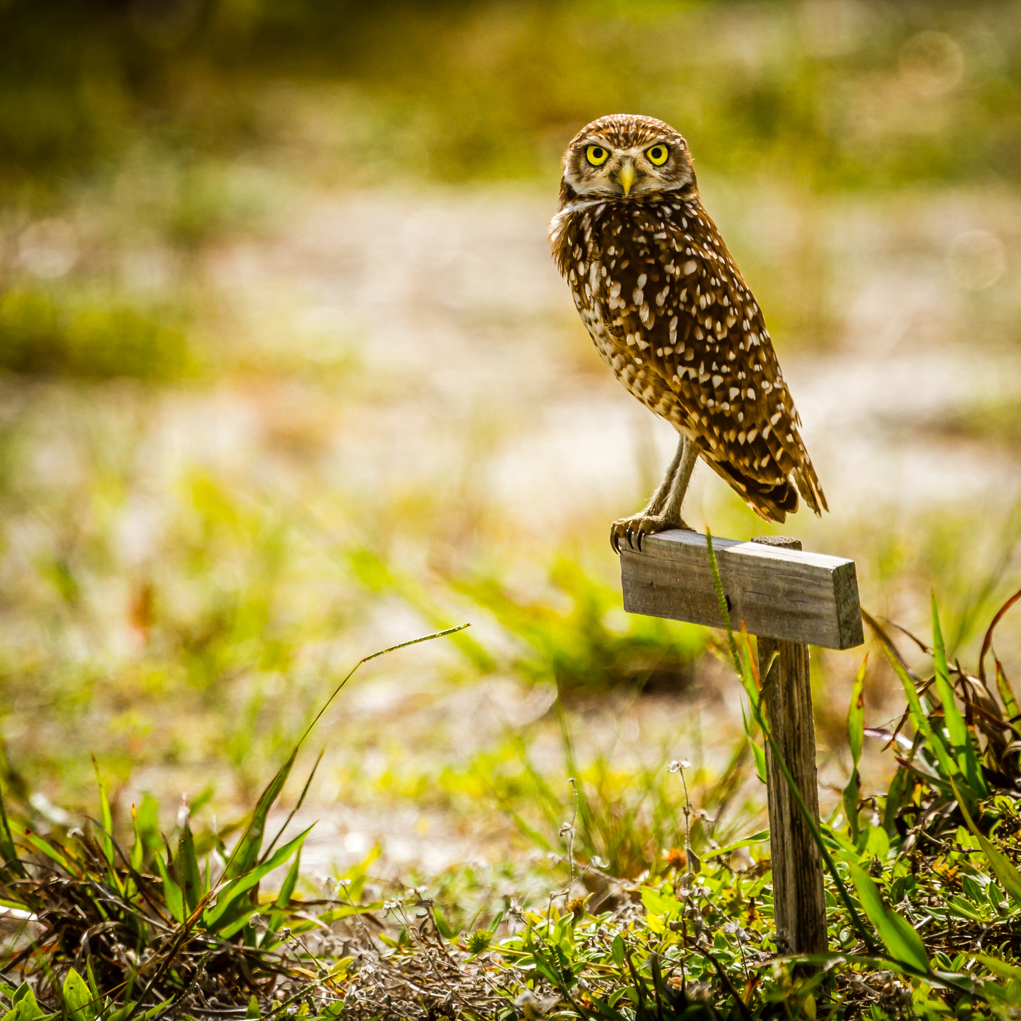 Canon EF 300mm F2.8L IS USM sample photo. Single burrowing owl photography