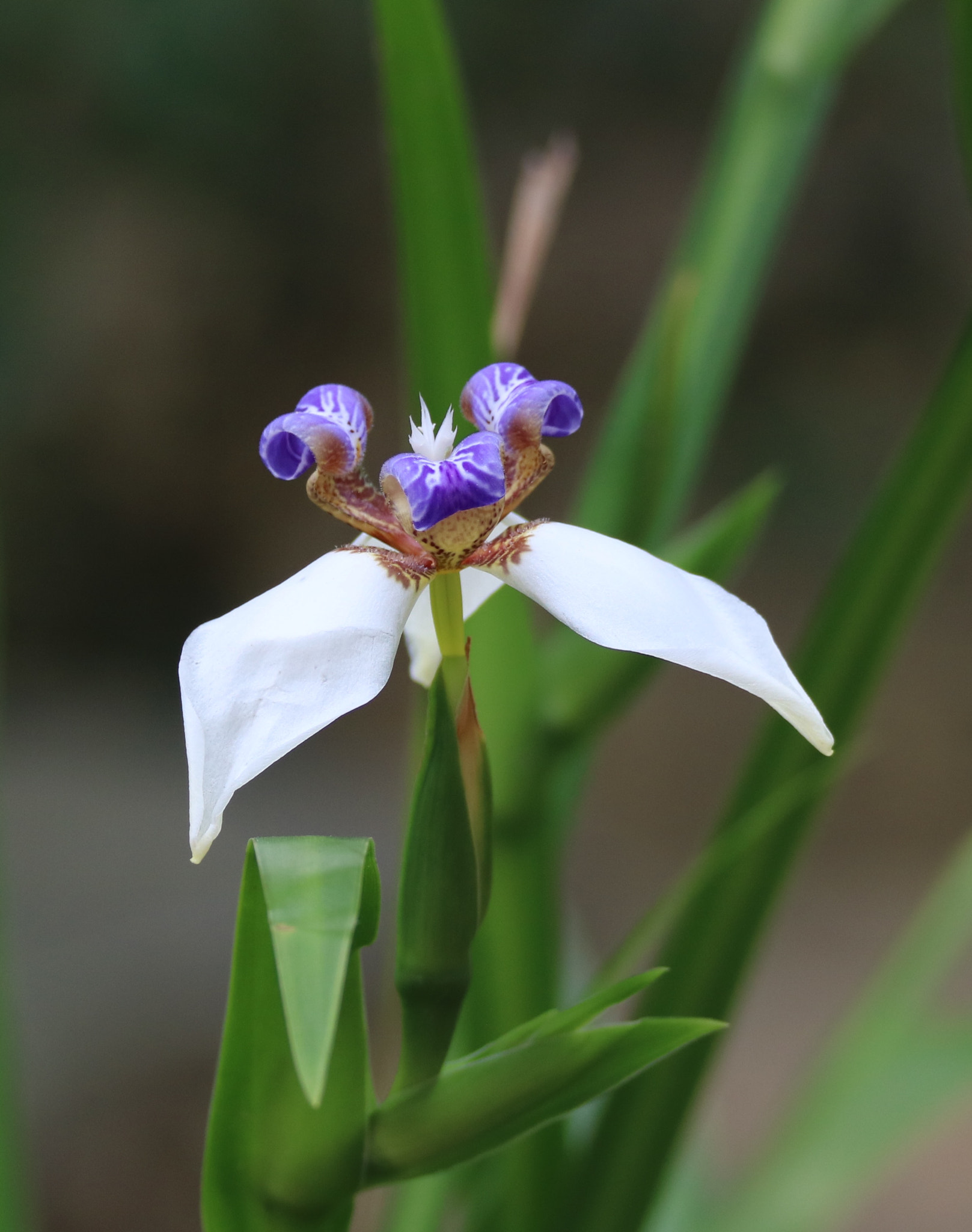 Canon EOS 750D (EOS Rebel T6i / EOS Kiss X8i) sample photo. Orchids photography