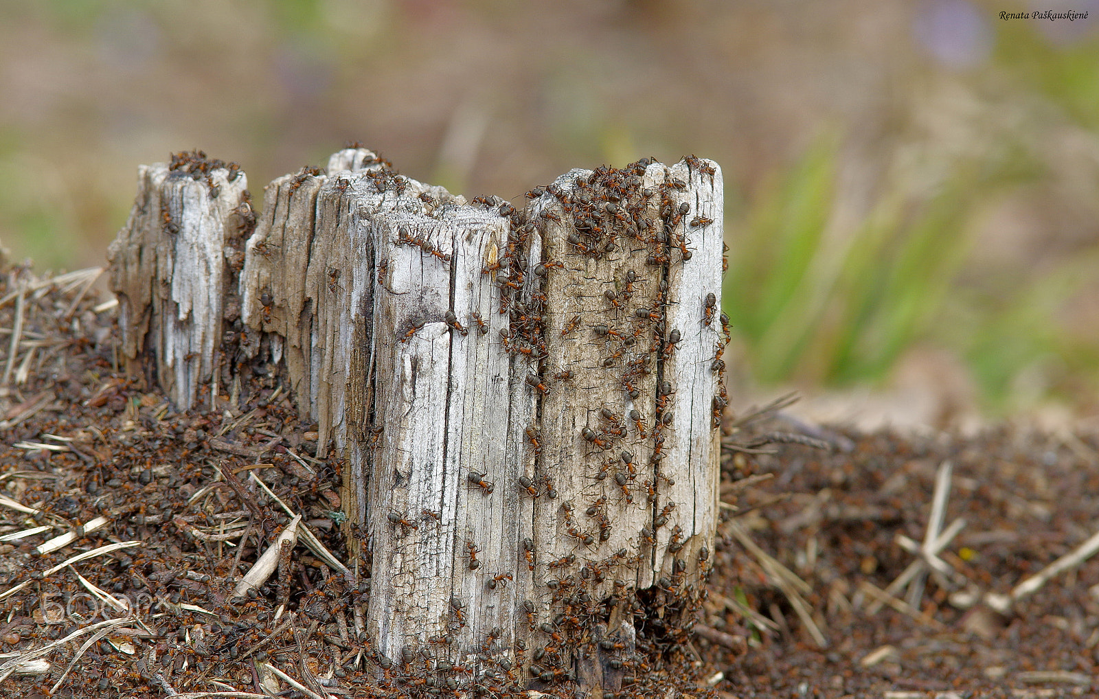 Pentax K-3 sample photo. Anthill photography