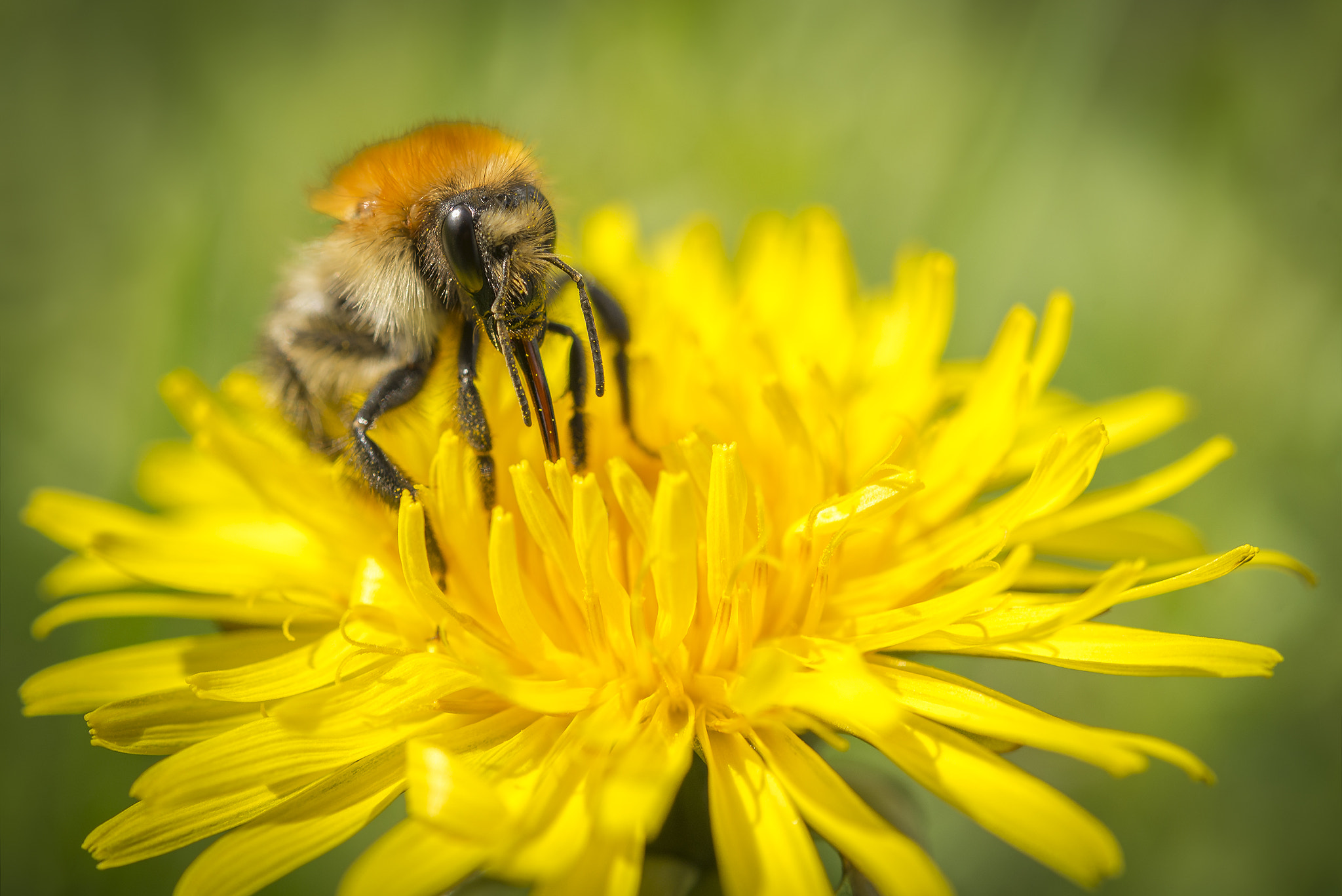 Nikon AF-S Micro-Nikkor 60mm F2.8G ED sample photo. Let it bee... photography