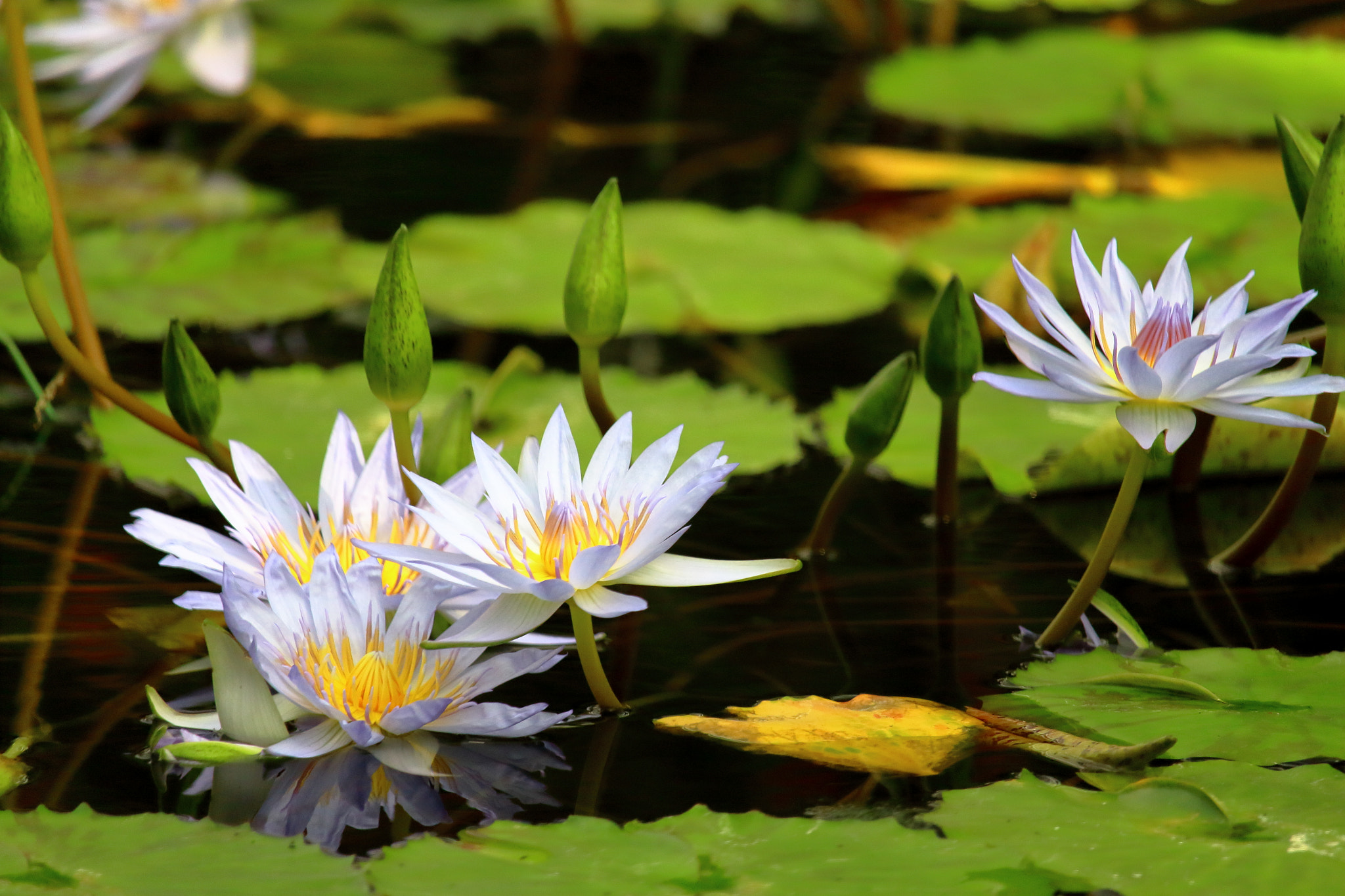 Canon EOS 700D (EOS Rebel T5i / EOS Kiss X7i) sample photo. Water lily (white) photography
