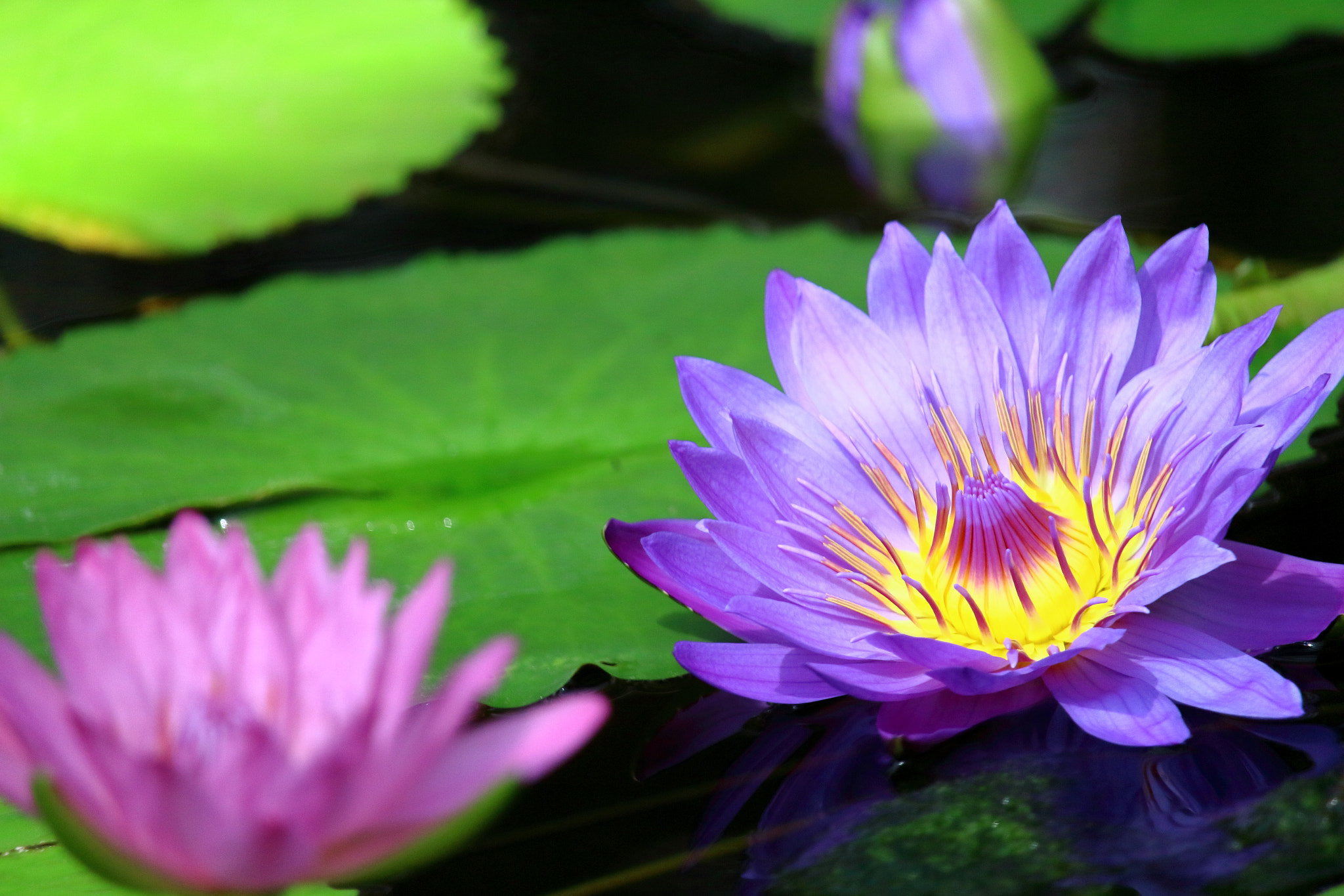 Canon EOS 700D (EOS Rebel T5i / EOS Kiss X7i) + Canon EF-S 55-250mm F4-5.6 IS STM sample photo. Water lily (pink & purple) photography