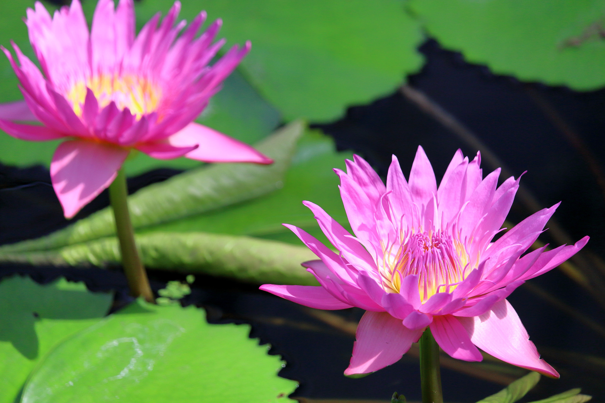 Canon EOS 700D (EOS Rebel T5i / EOS Kiss X7i) sample photo. Water lily (pink) photography