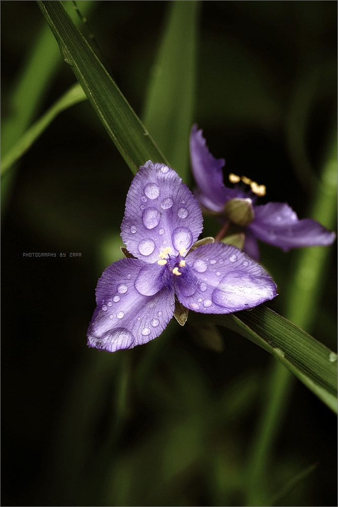 Sigma SD14 sample photo. Spring dream. photography