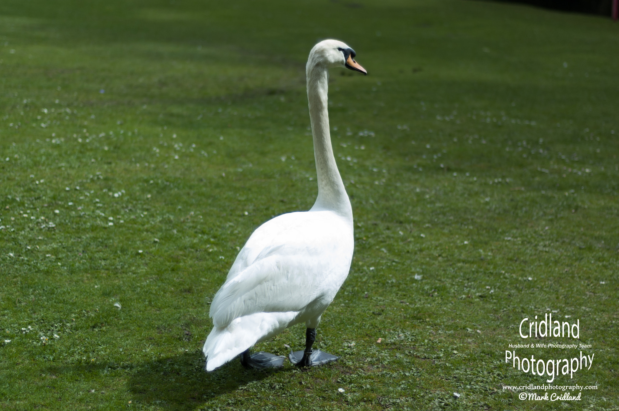 Nikon D70s + Nikon AF Nikkor 50mm F1.8D sample photo. Swan in the park photography