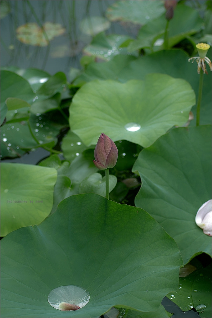 Sigma SD14 sample photo. Lotus garden. photography