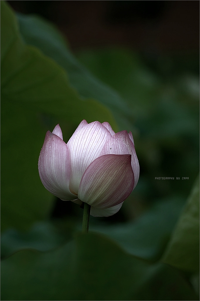 Sigma SD14 sample photo. Lotus garden. photography
