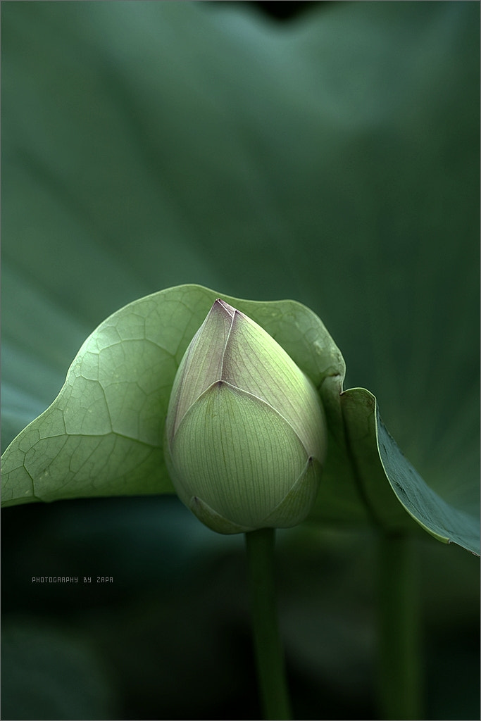 Sigma SD14 sample photo. Lotus garden. photography