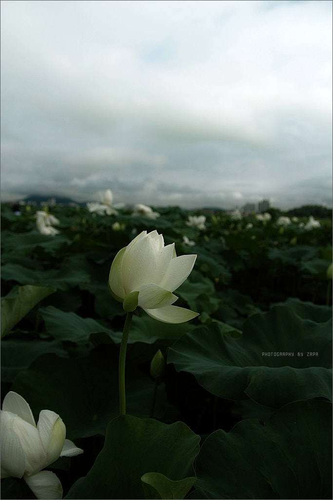 Sigma SD14 sample photo. Lotus garden. photography