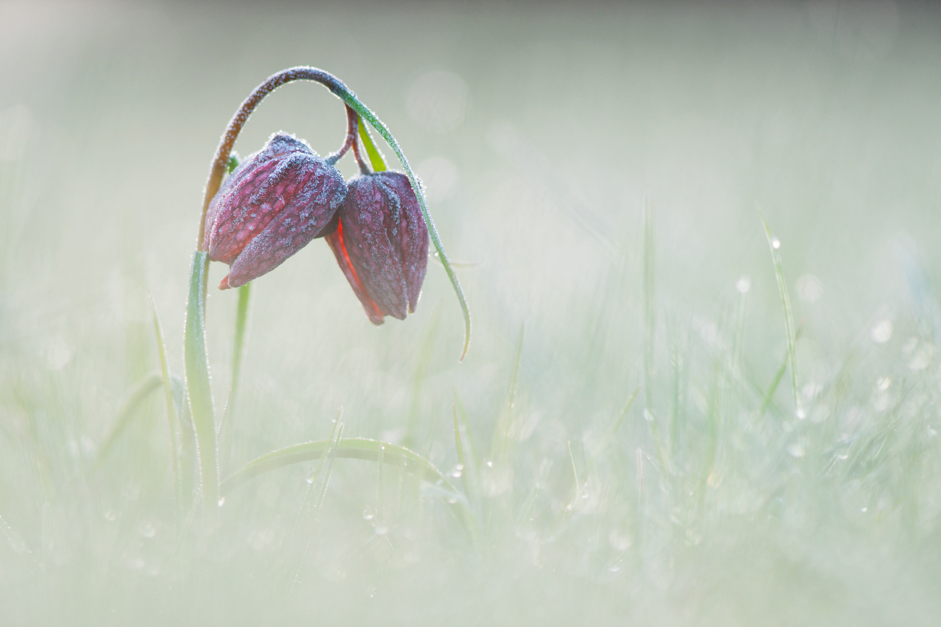 Sony a7R + Minolta AF 28-85mm F3.5-4.5 New sample photo. Fritillaria meleagris photography