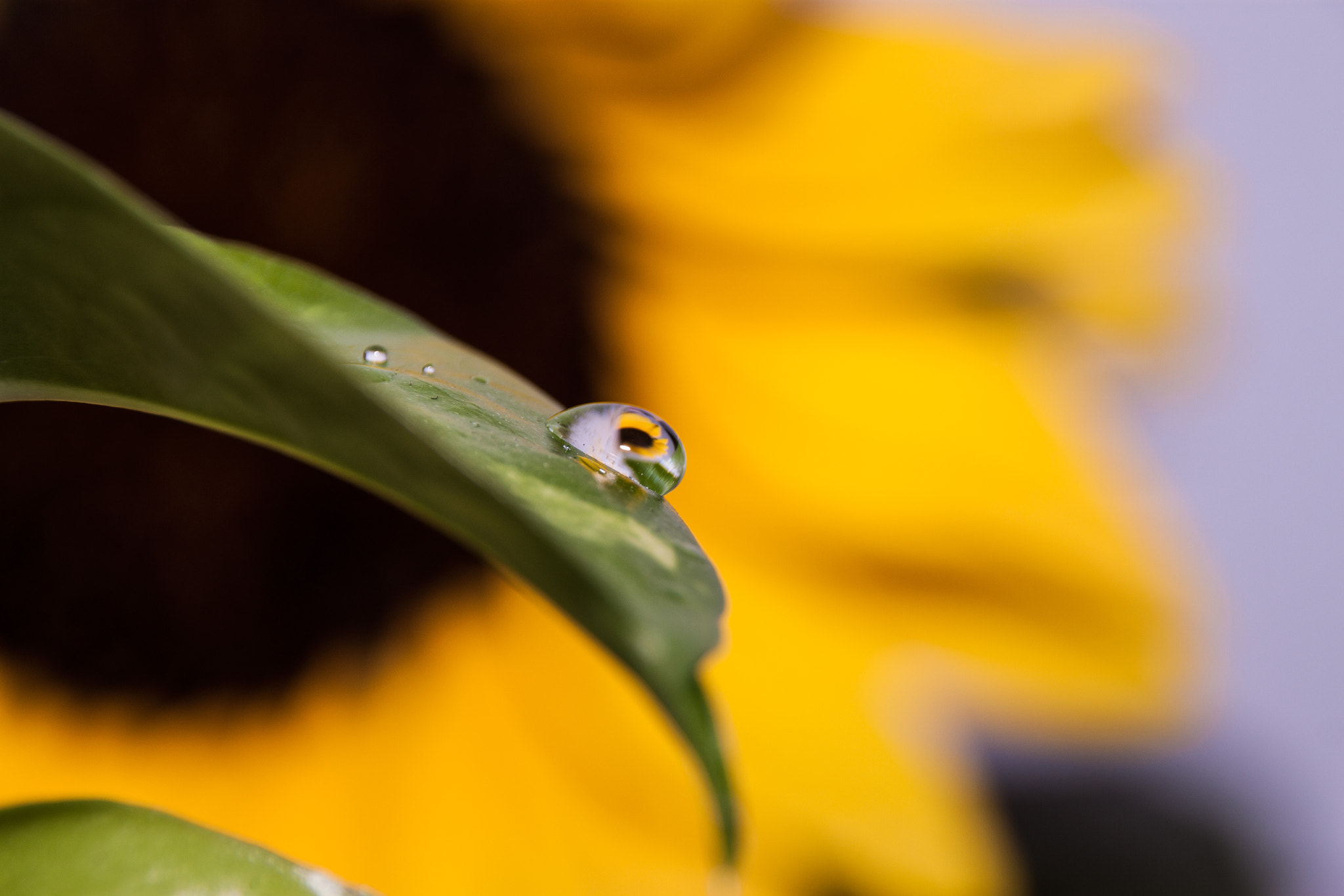 Sigma 18-250mm F3.5-6.3 DC OS HSM sample photo. Sun drop photography
