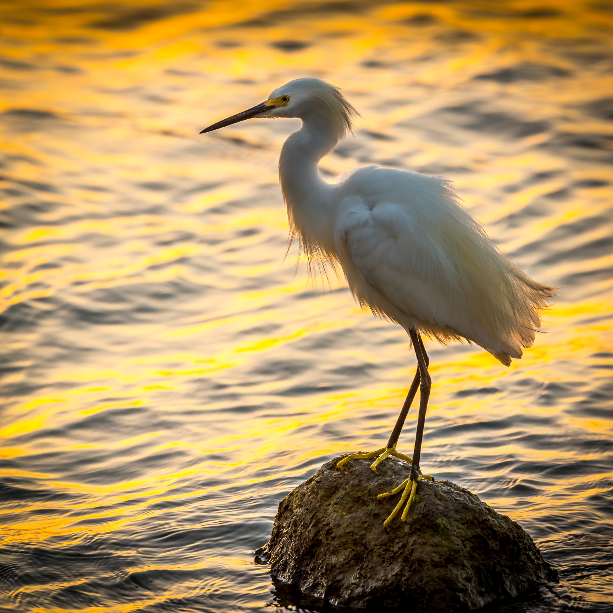 Canon EF 300mm F2.8L IS USM sample photo. Snowy egret florida photography