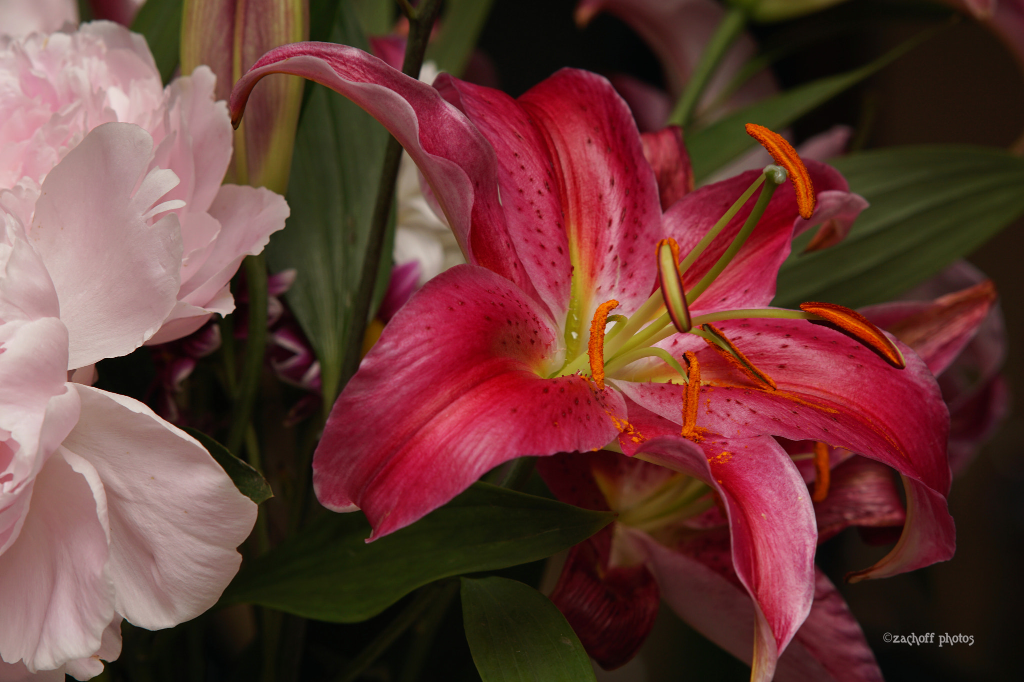 Sony Sonnar T* 135mm F1.8 ZA sample photo. Summer lilly photography