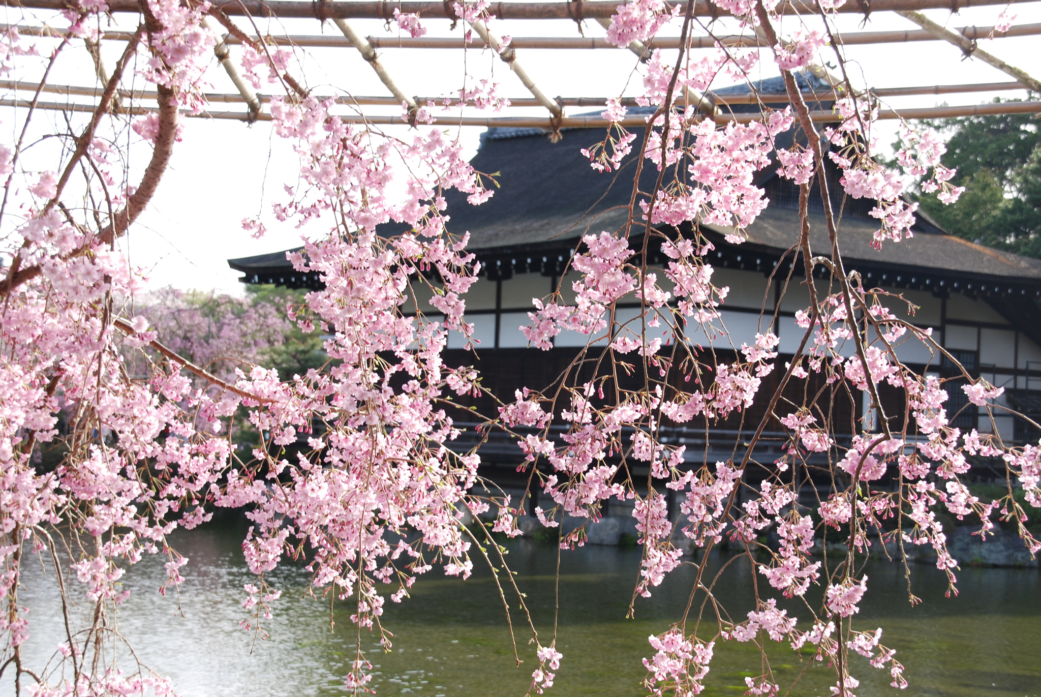 Nikon D80 + Sigma 18-200mm F3.5-6.3 DC sample photo. God's garden sakura photography
