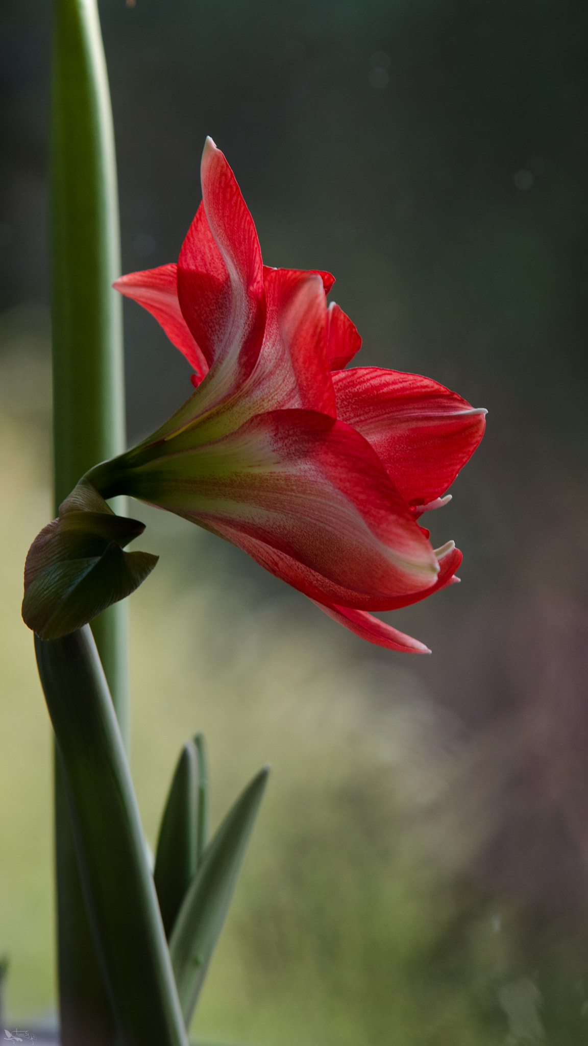 Sigma 70-200mm F2.8 EX DG OS HSM sample photo