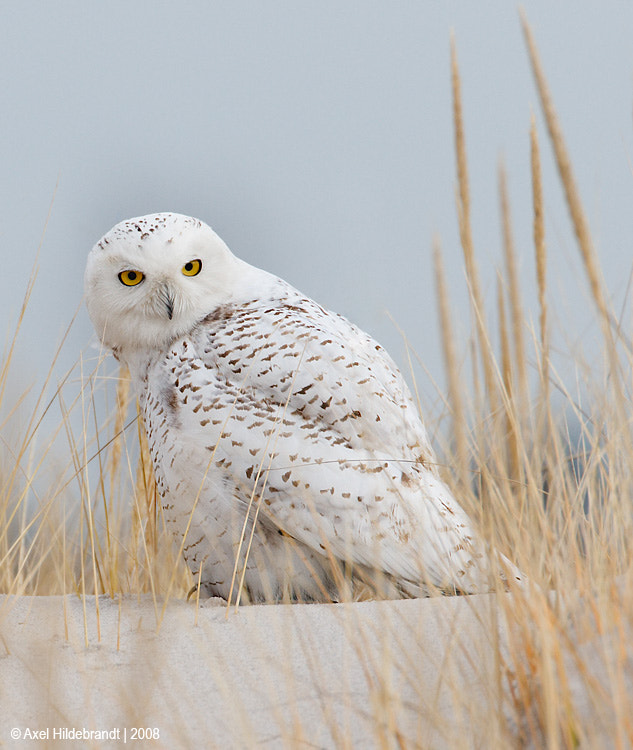 Canon EF 500mm F4L IS USM sample photo. Snowy owl photography