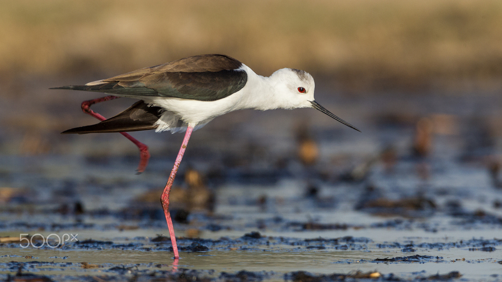 Sigma 150-600mm F5-6.3 DG OS HSM | C sample photo. Black-winged stilt photography