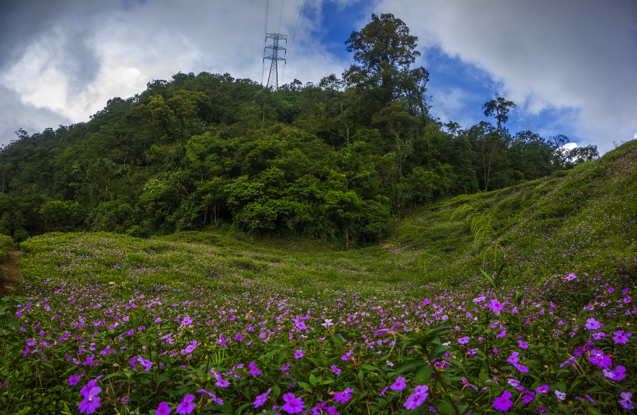 Sony E 16-50mm F3.5-5.6 PZ OSS sample photo. Flowerfield photography